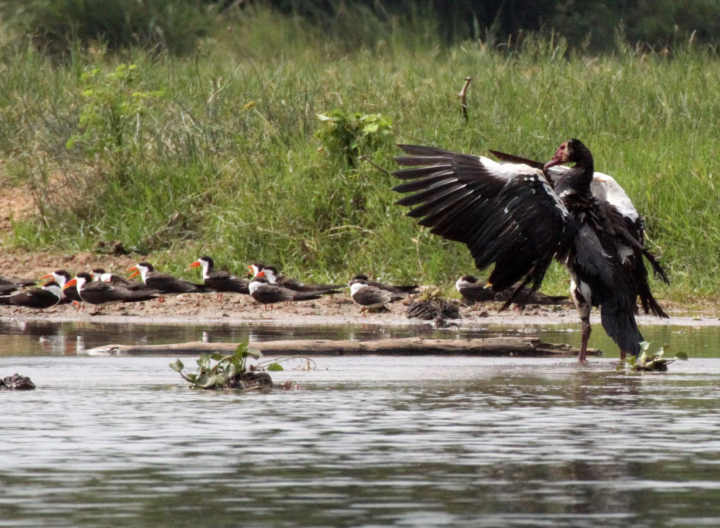 GOOSE - SPUR-WINGED GOOSE - Plectropterus gambensis - MURCHISON FALLS NATIONAL PARK UGANDA (13).JPG