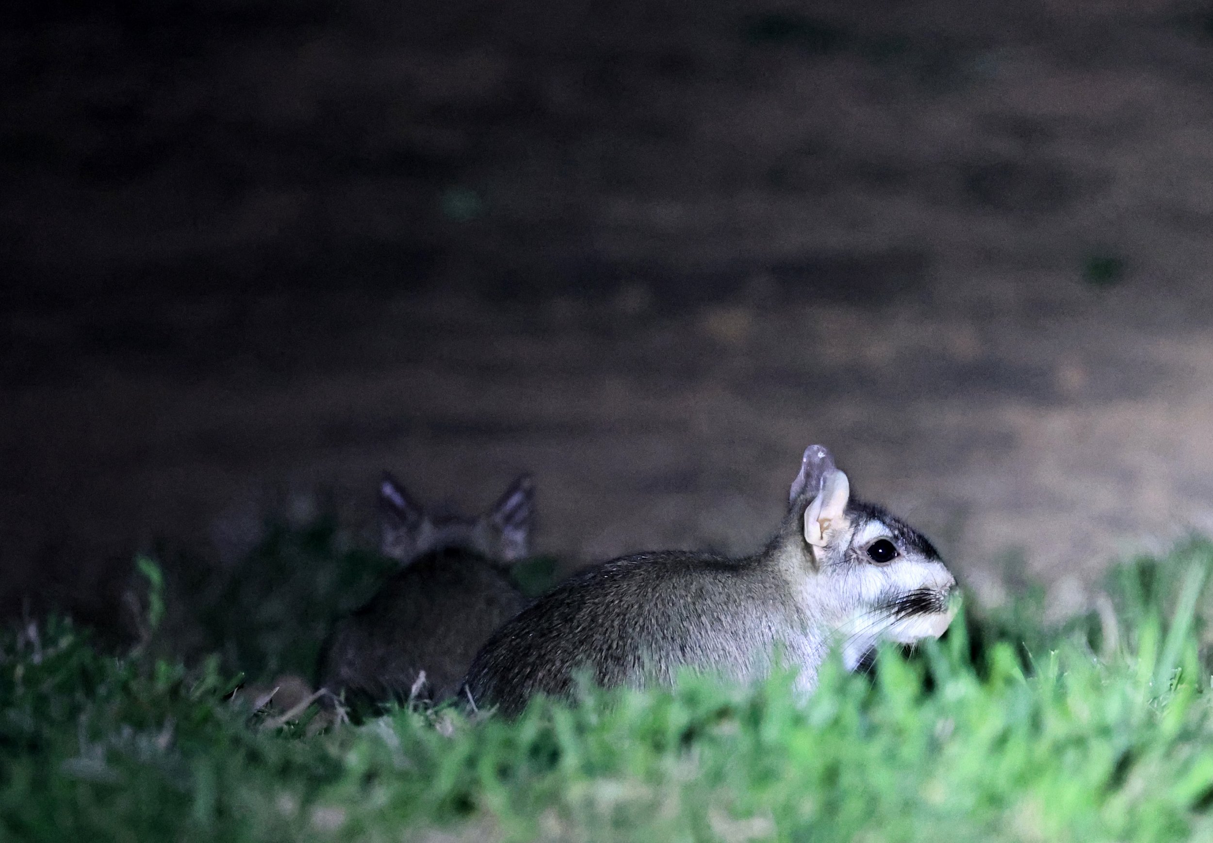 Plains Vizcacha (Lagostomus maximus) Reserva Natural Canada el Carmen, Paraguay  (58).jpg