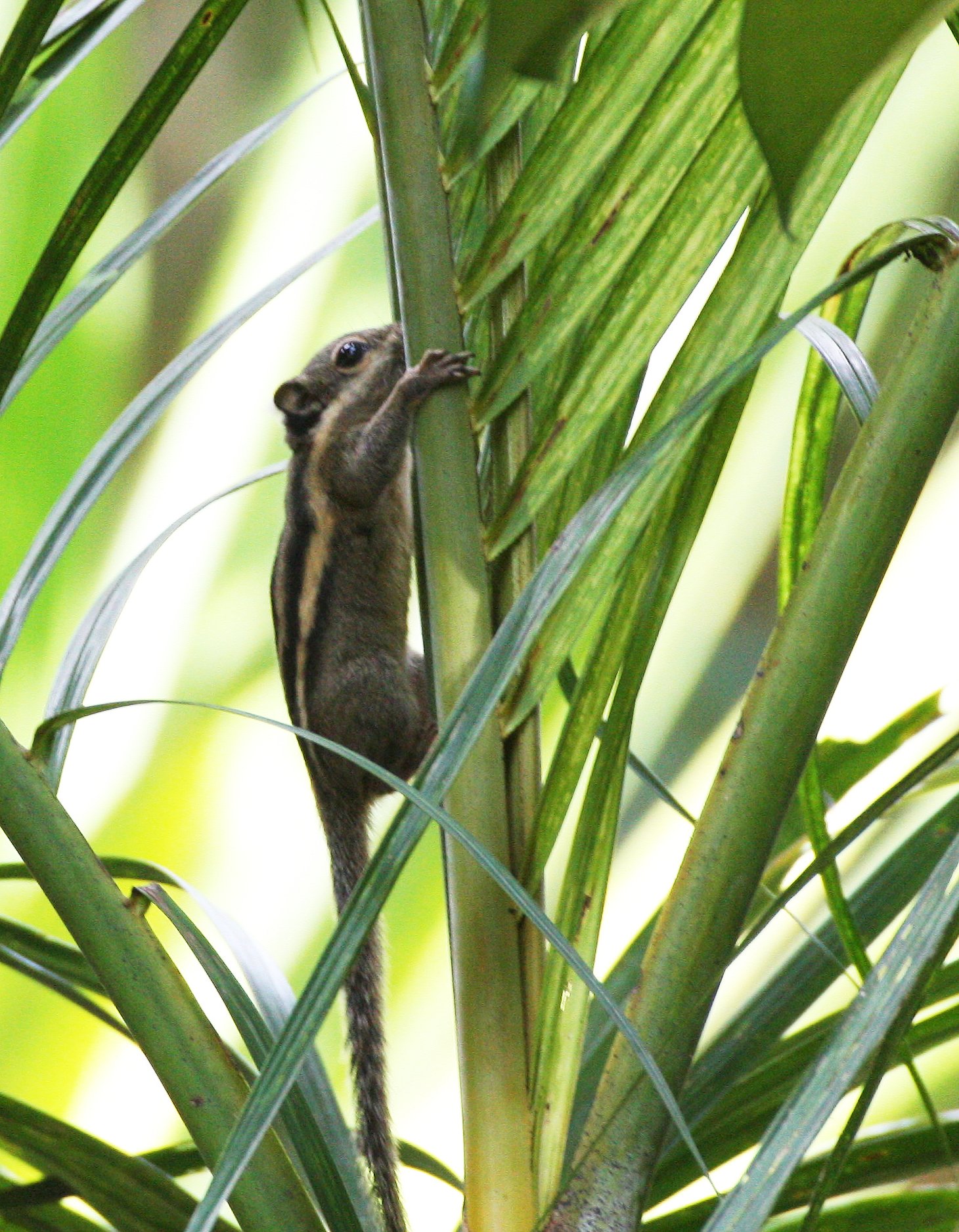 Tamiops mcclellandii - WESTERN STRIPED SQUIRREL - PROMLUK THAILAND, NAKHONSITHAMMARAT (17).JPG