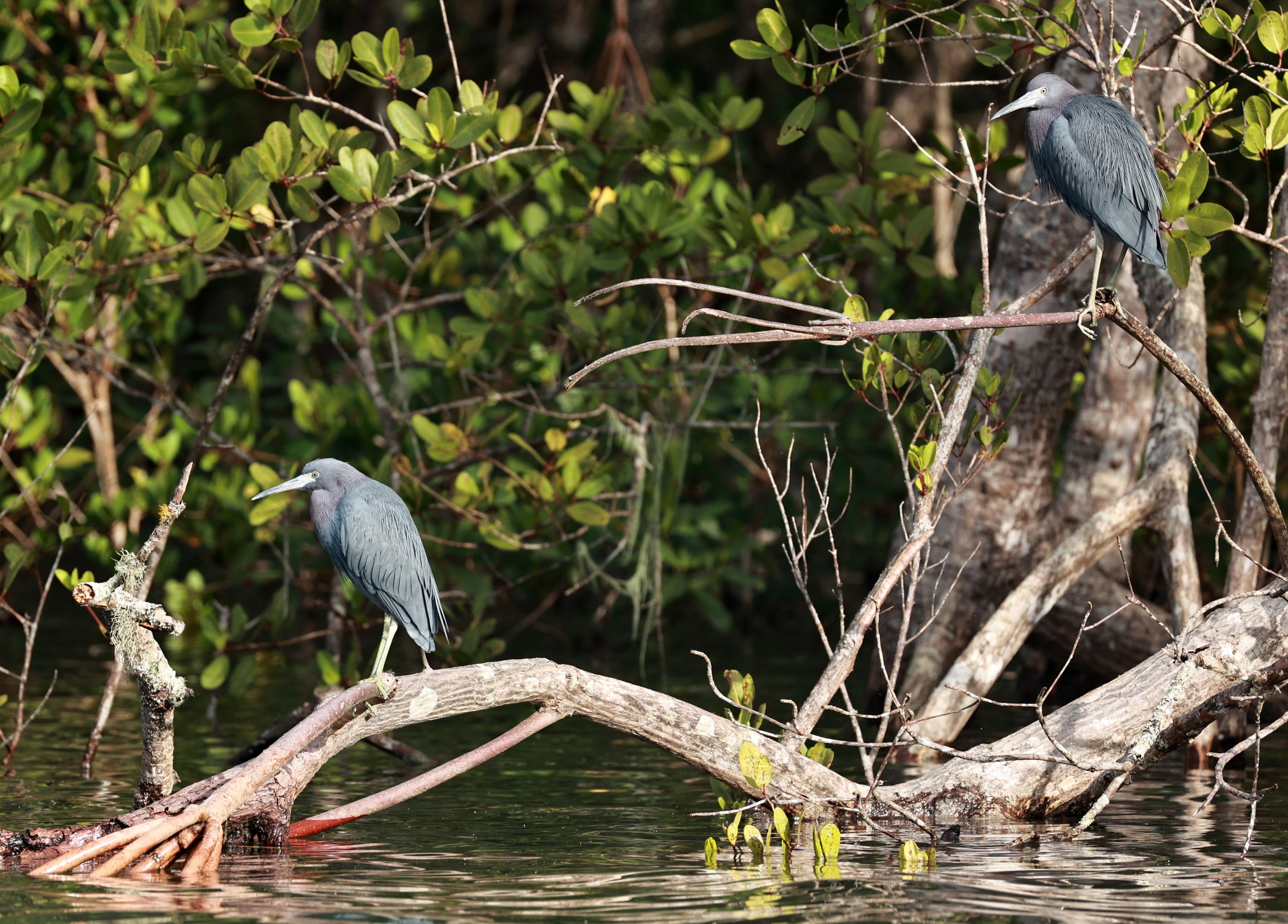 Little Blue Heron (Egretta caerulea) Superagüi National Park, Brazil (9).jpg