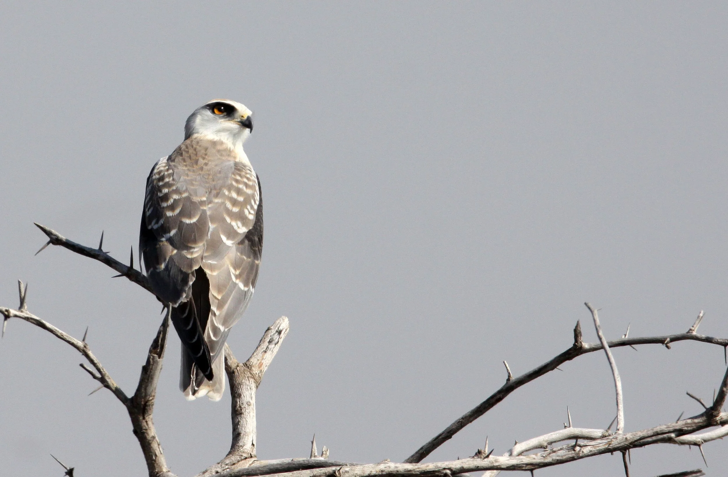 Elanus caeruleus vociferus - BLACK-SHOULDERED KITE - BLACKBUCK NATIONAL PARK INDIA (8).JPG