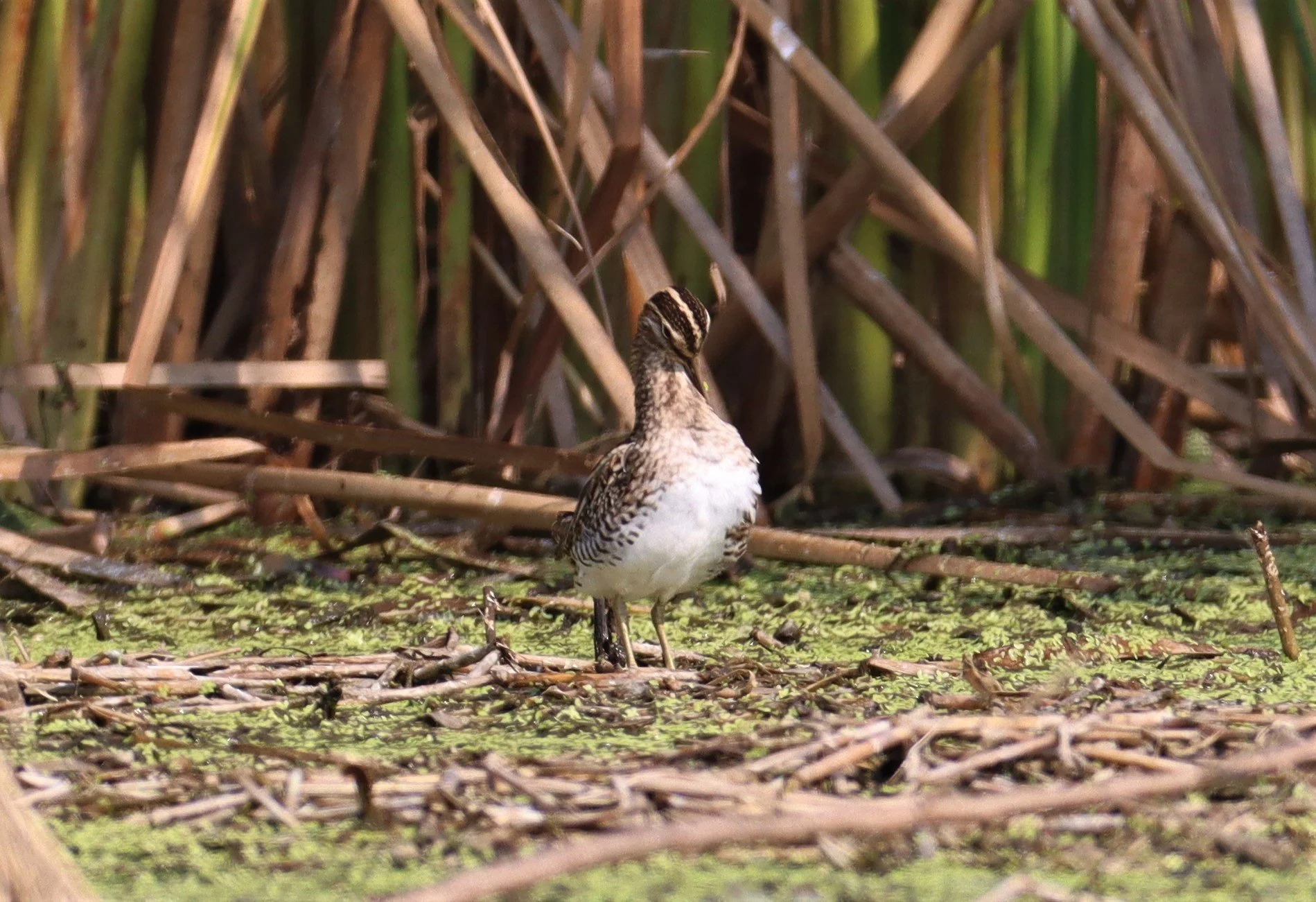 SNIPE - COMMON SNIPE - Gallinago gallinago - LAT KRABANG WETLANDS NEAR BKK (20).jpg