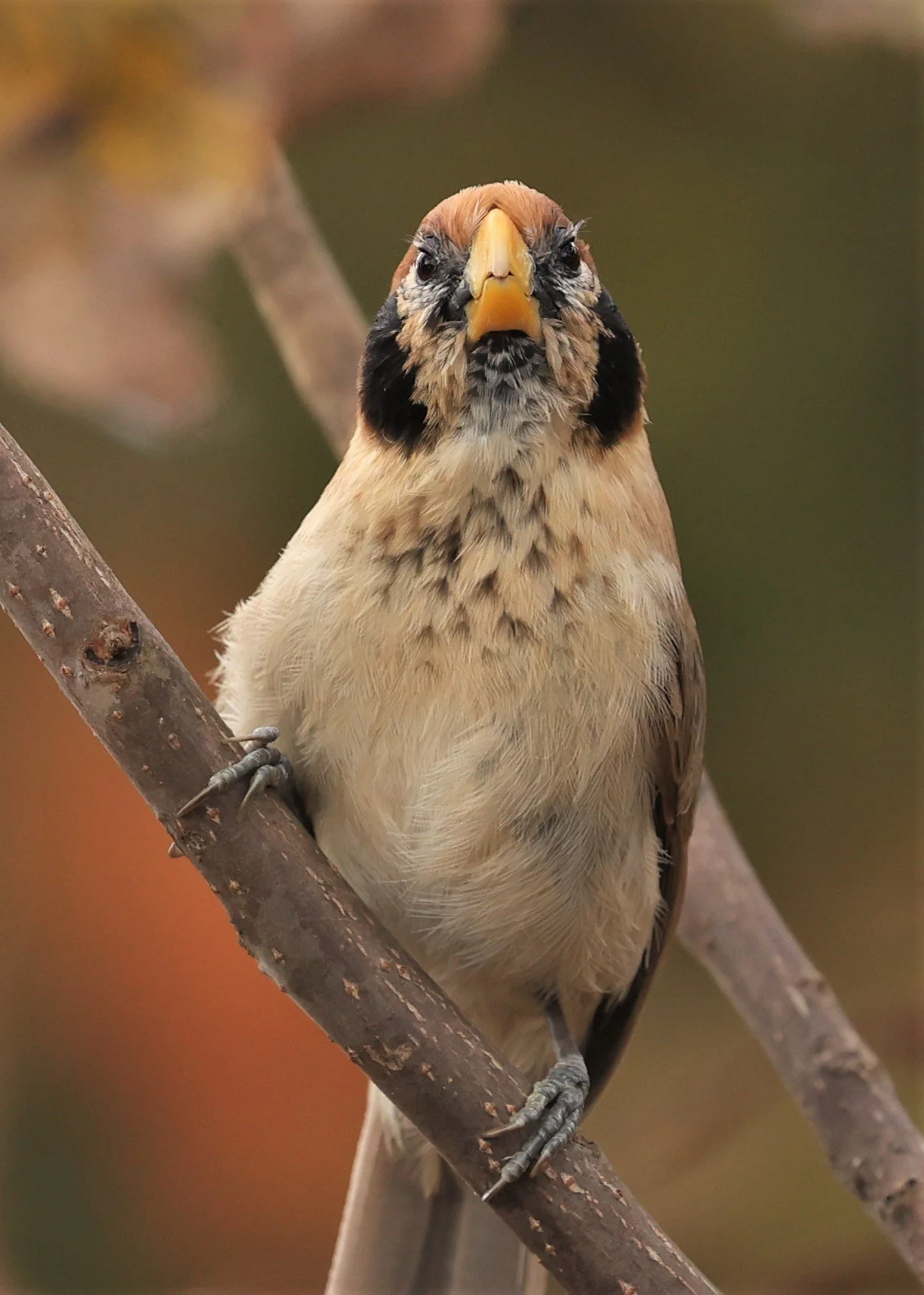 PARROTBILL - SPOT-BREASTED PARROTBILL - Paradoxornis guttaticollis - DOI LANG WEST, DOI PHA HOM POK NP, CHIANG MAI DEC 2021 (24).jpg