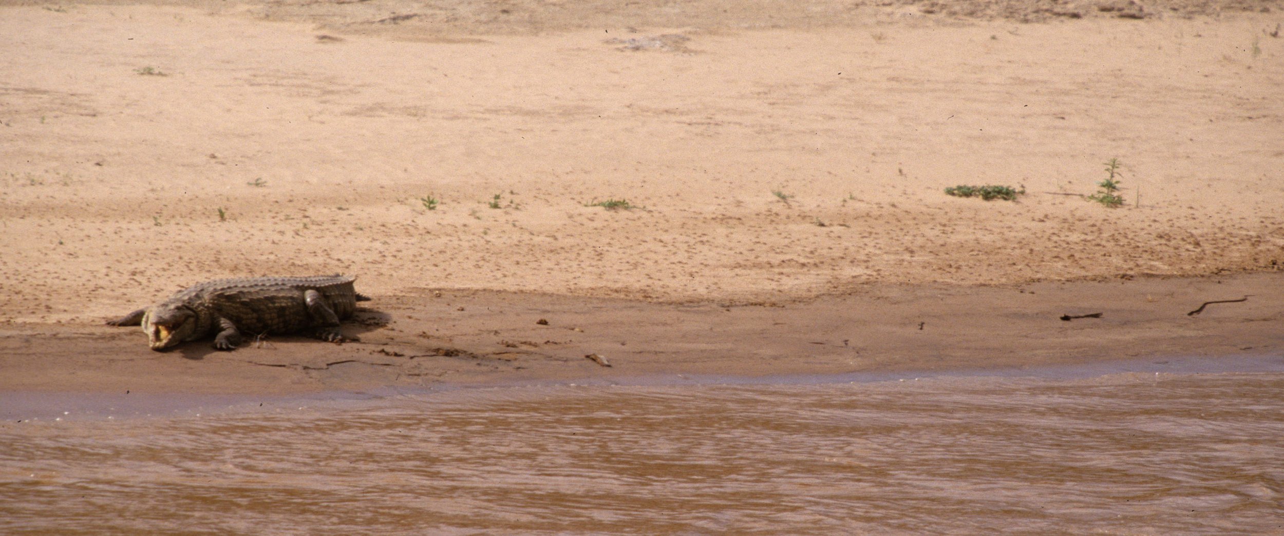REPTILE- NILE CROC - SHABA.jpg