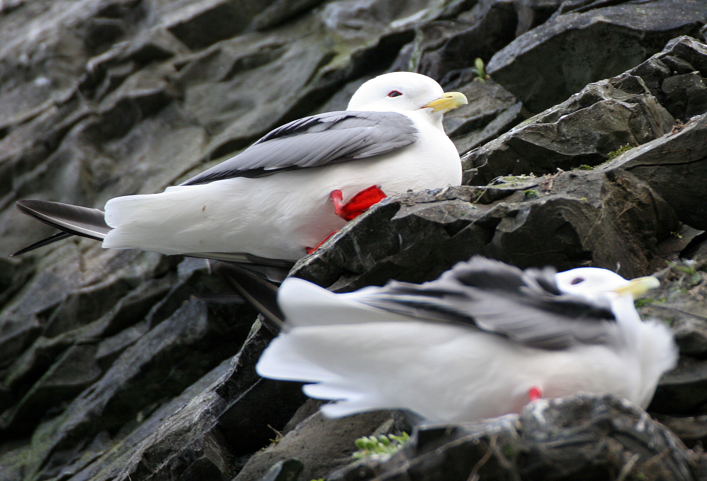 BIRD - KITTIWAKE - RED-LEGGED - ROOKERY IN COMMANDERS (2).jpg