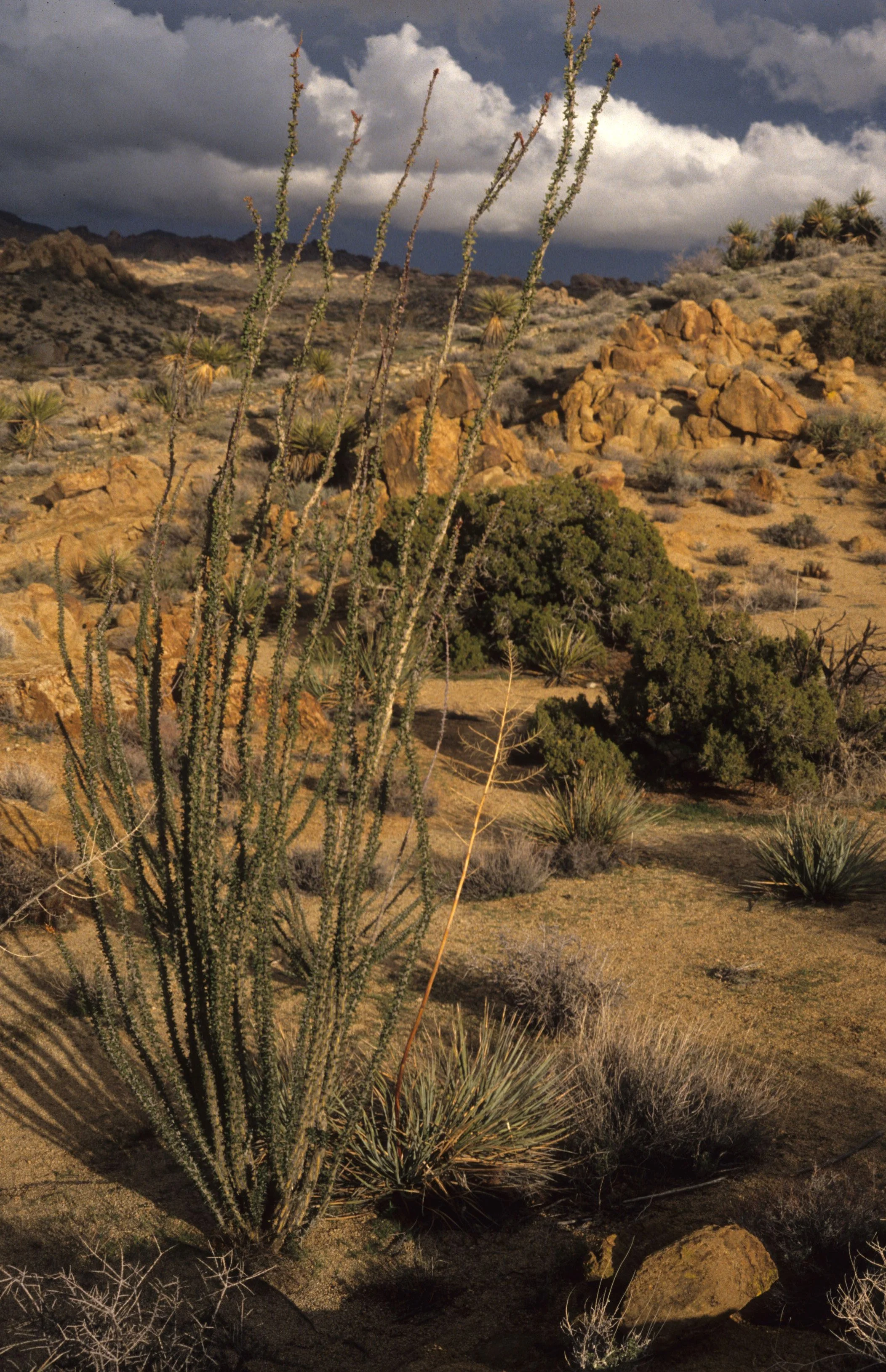 ANZA BORREGO - FOUQUIREACEAE - FOUQUIERIA SPENDENS - OCOTILLO A.jpg