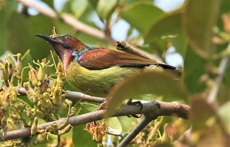 SUNBIRD - BROWN-THROATED SUNBIRD - Anthreptes malacensis - KRUNG CHING, KHAO LUANG NP NST, APRIL 2022 (27).jpg