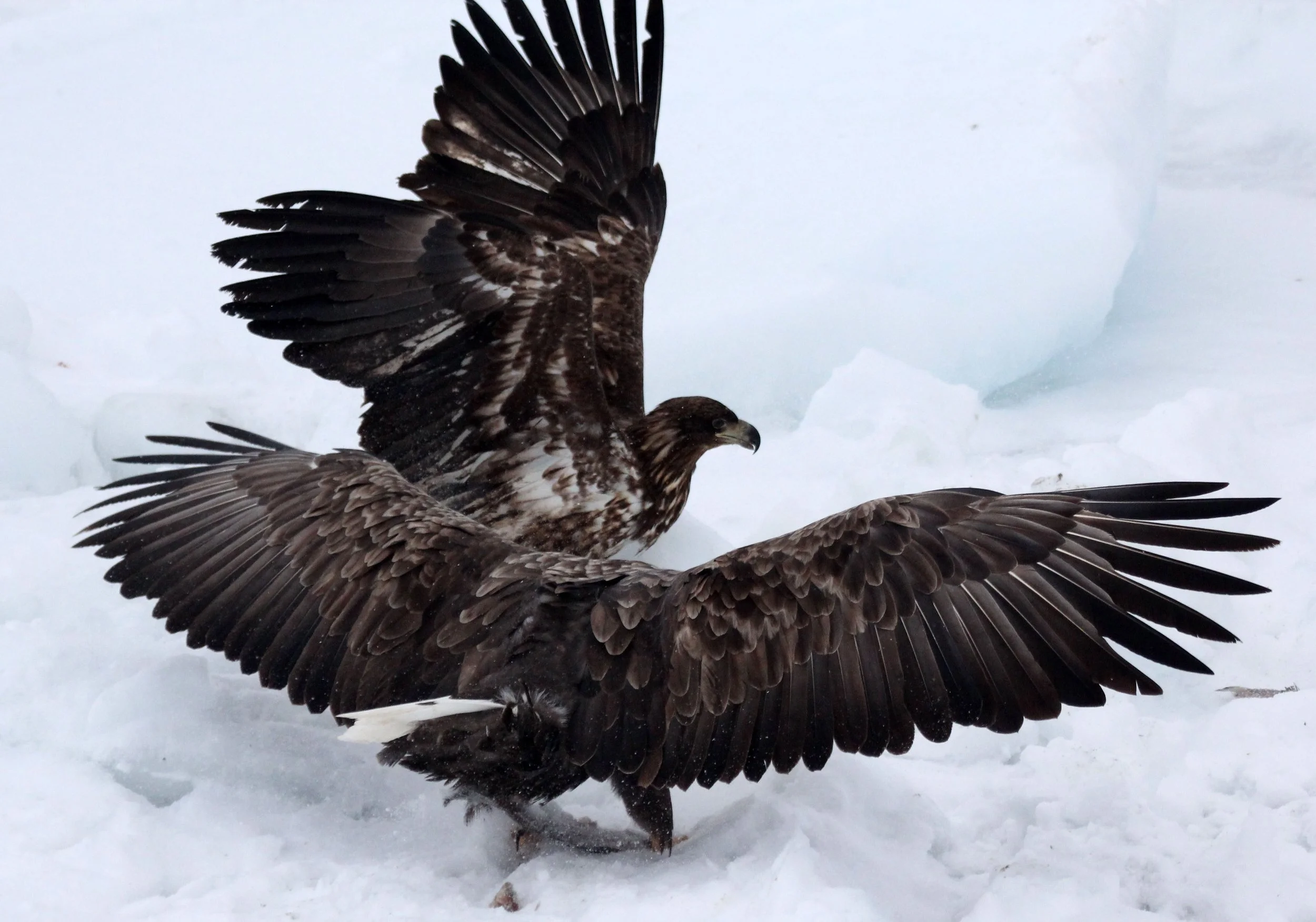 BIRD - EAGLE - WHITE-TAILED EAGLE - RAUSU - SHIRETOKO PENINSULA & NATIONAL PARK - HOKKAIDO JAPAN (42).JPG