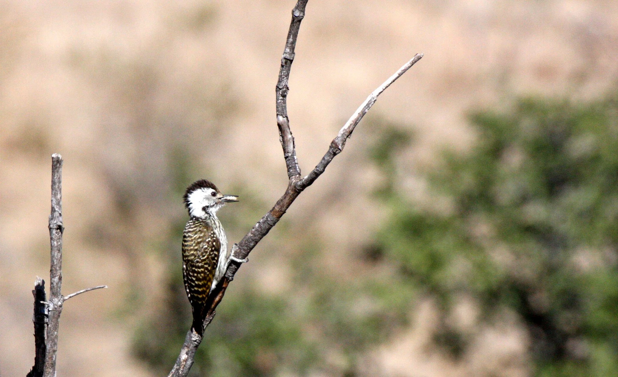 BIRD - WOODPECKER - GOLDEN-TAILED WOODPECKER - CAMPETHERA ABINGONI - KRUGER NATIONAL PARK SOUTH AFRICA (6).JPG