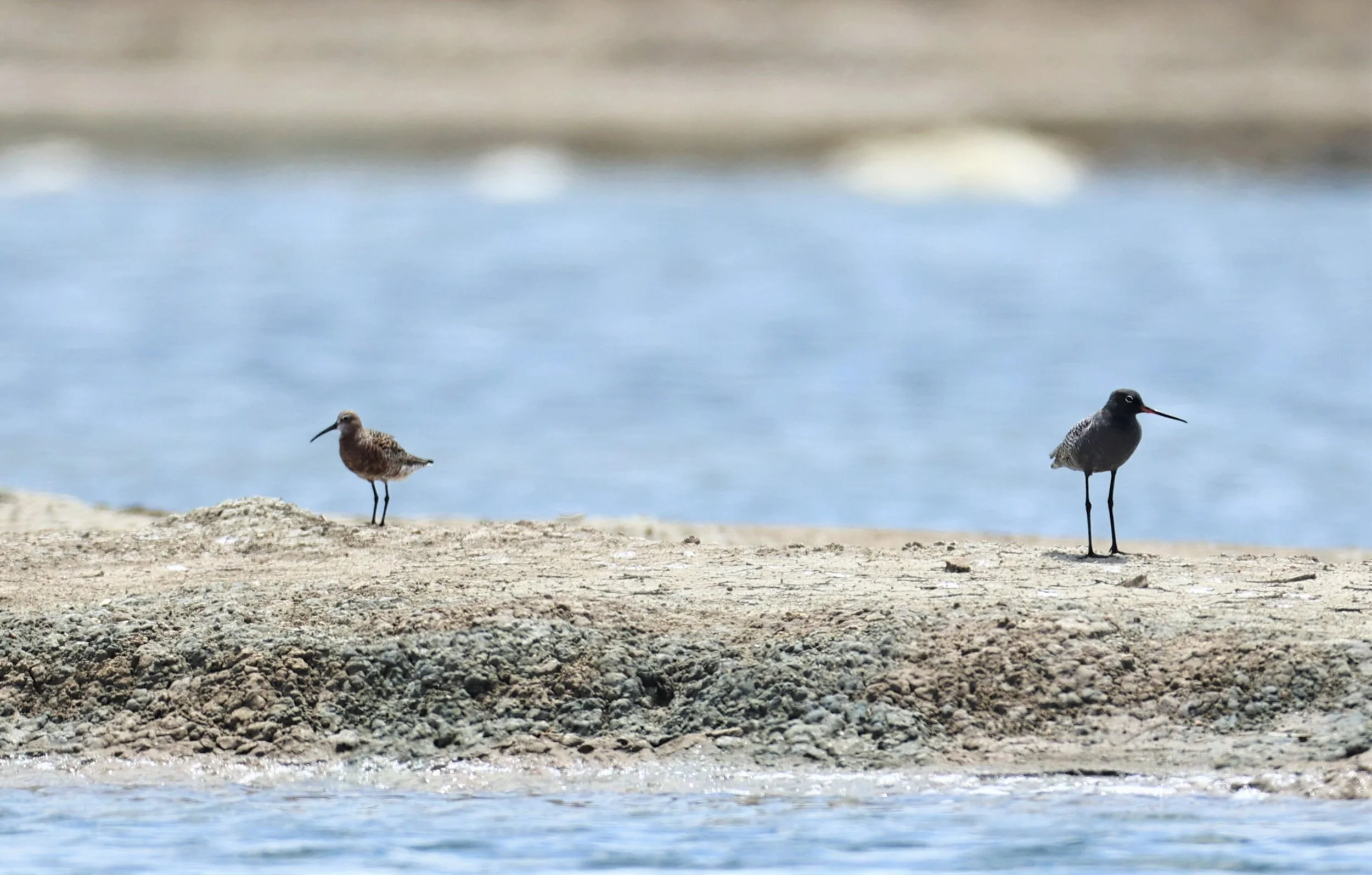 REDSHANK - SPOTTED REDSHANK - Tringa erythropus - SANDPIPER - CURLEW SANDPIPER - Calidris ferruginea - CHACHOENGSAO SALT PONDS SALT CAFE MAY 7 2022 (4).jpg