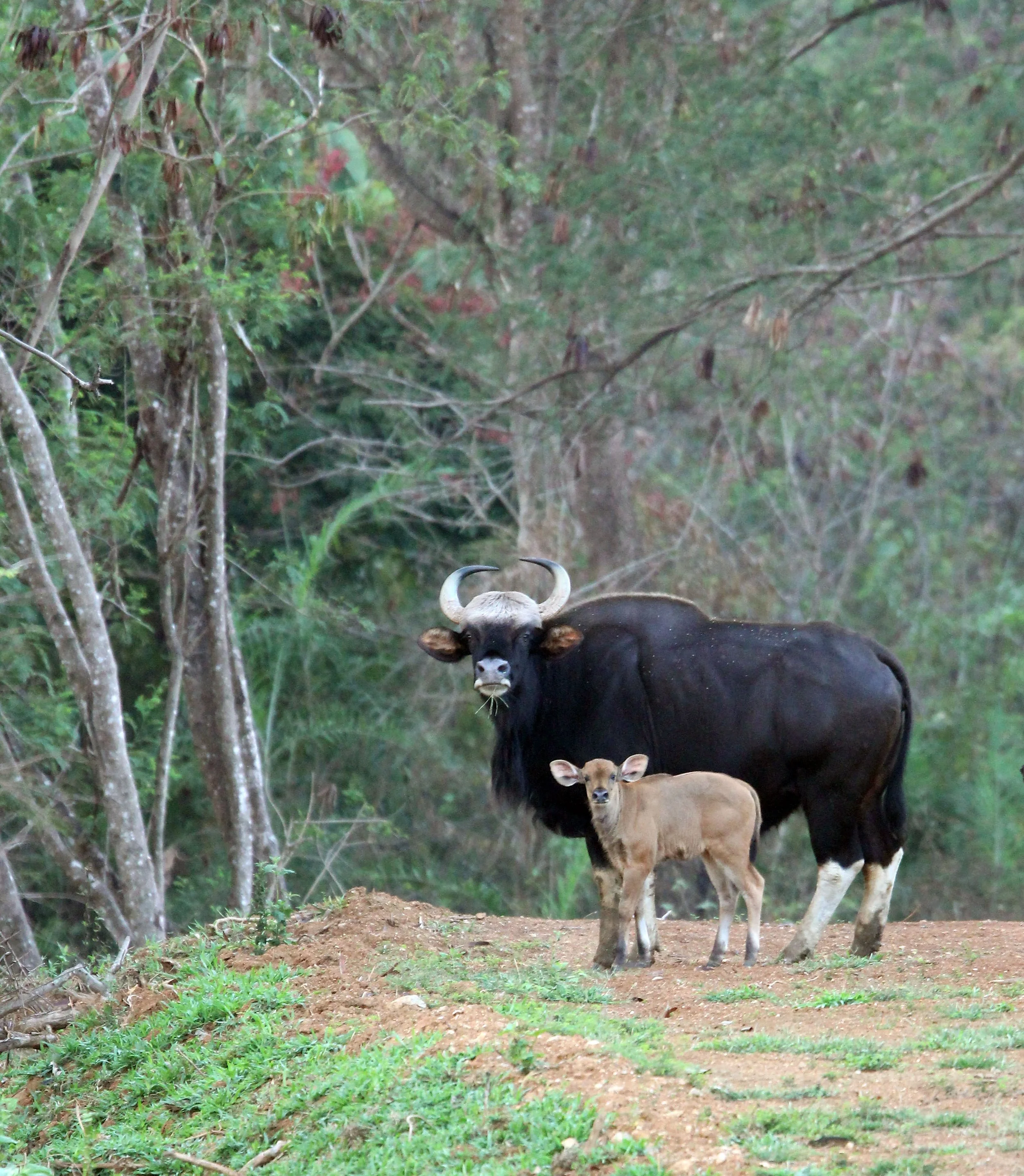 Mom and calf. While population counts are low due to habitat loss and poaching, they are found in protected areas, notably in eastern sections of the complex - Dong Yai is also a good spot for them although entry is limited and is by permit only.