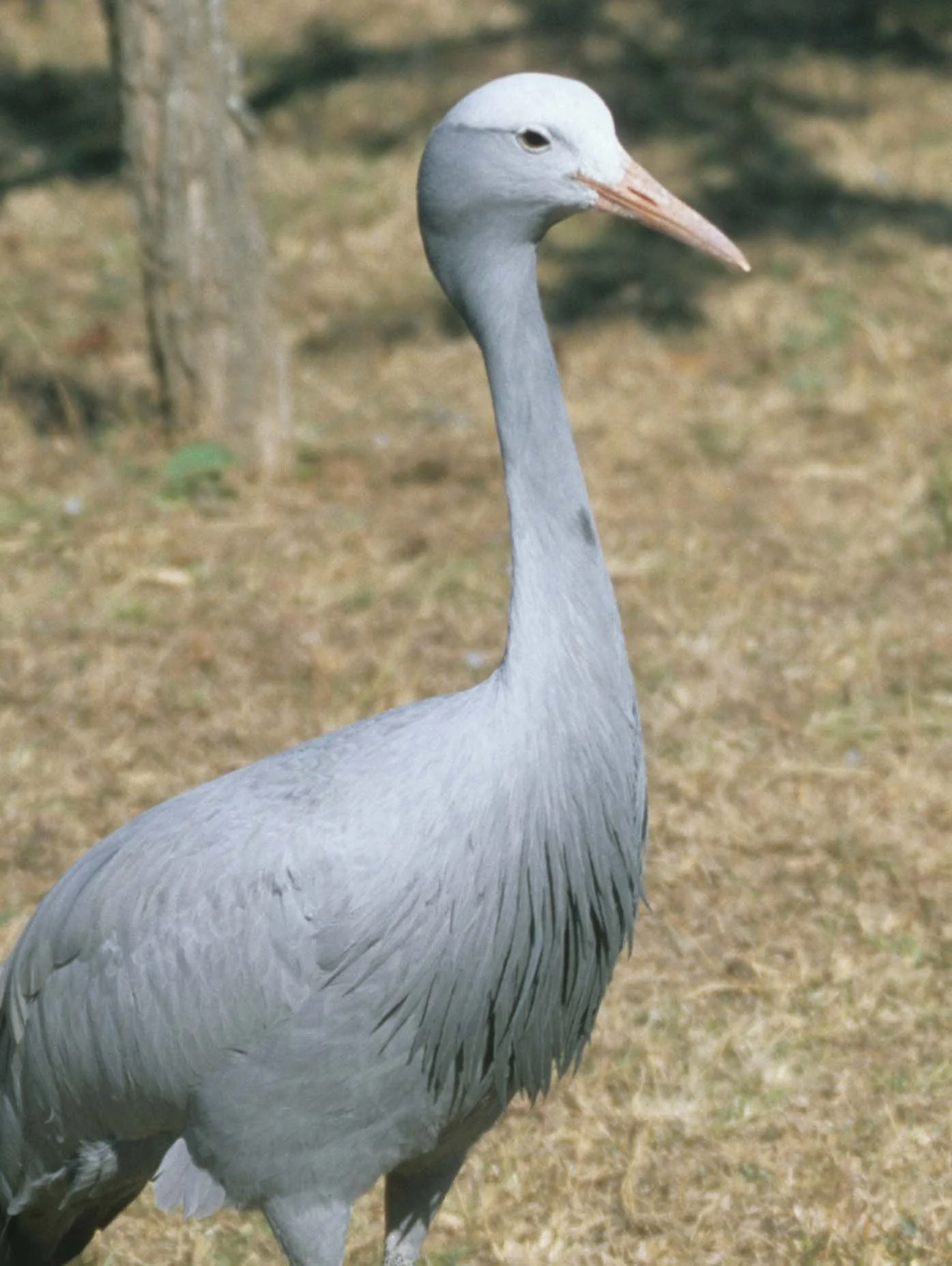BIRDS - CRANE - BLUE - KRUGER B1.jpg