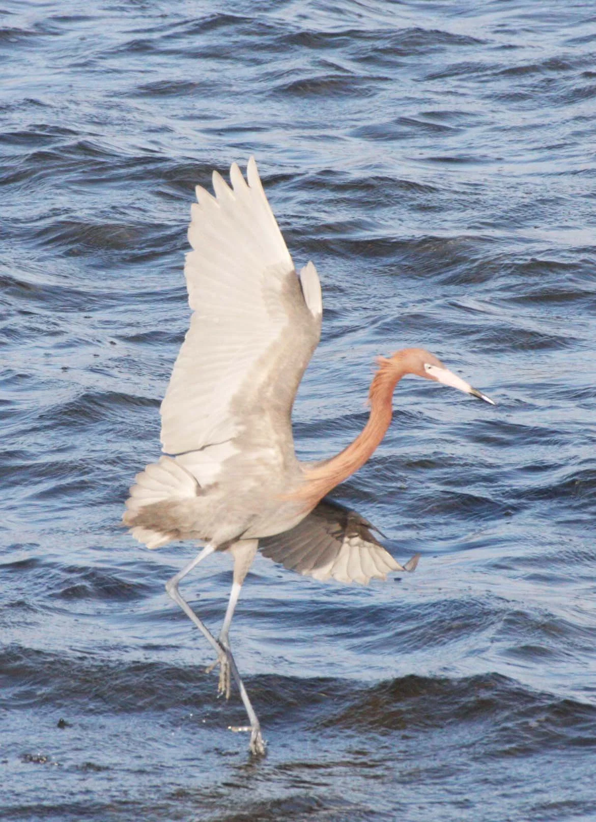 EGRET - REDDISH EGRET - Egretta rufescens - SAN IGNACIO LAGOON BAJA MEXICO (40).JPG