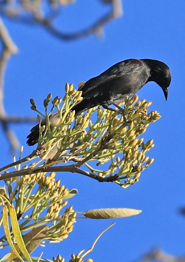 Variable Oriole (Icterus pyrrhopterus) Estancia Campo'í Paraguay (52).jpg