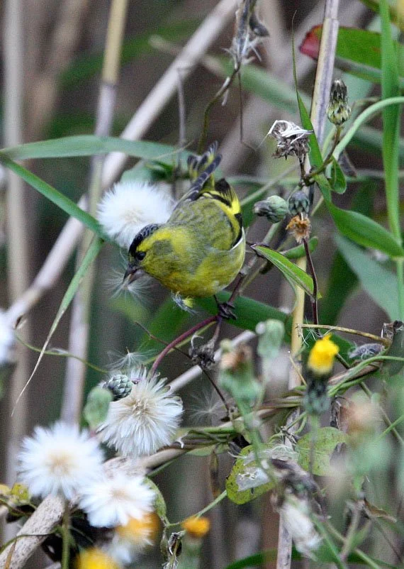 Eurasian Siskin (Spinus spinus) Nankou Rudong, China (15).JPG