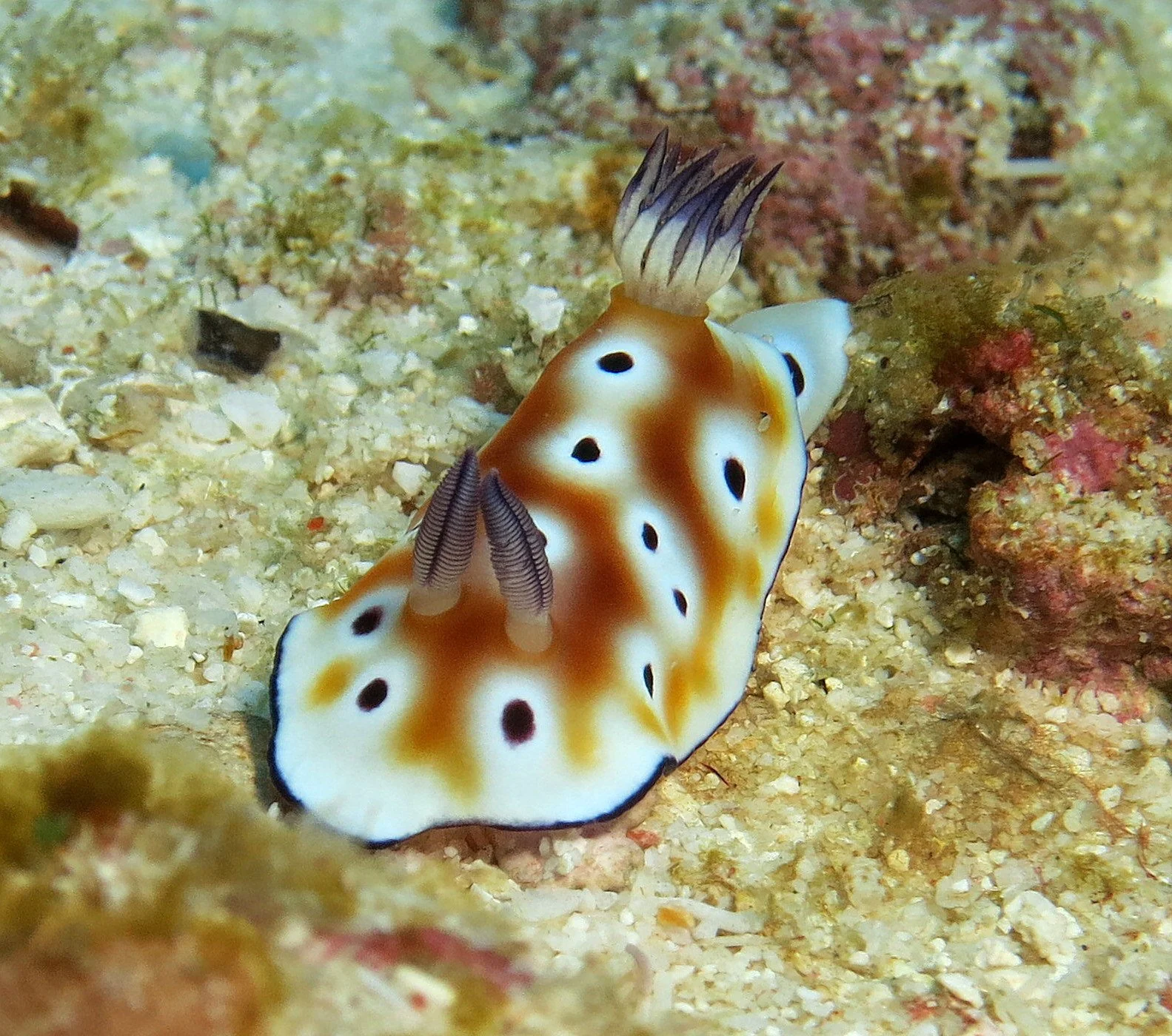 Nudibranch - Chromodoris leopardus - Similans, Thailand  (2).JPG