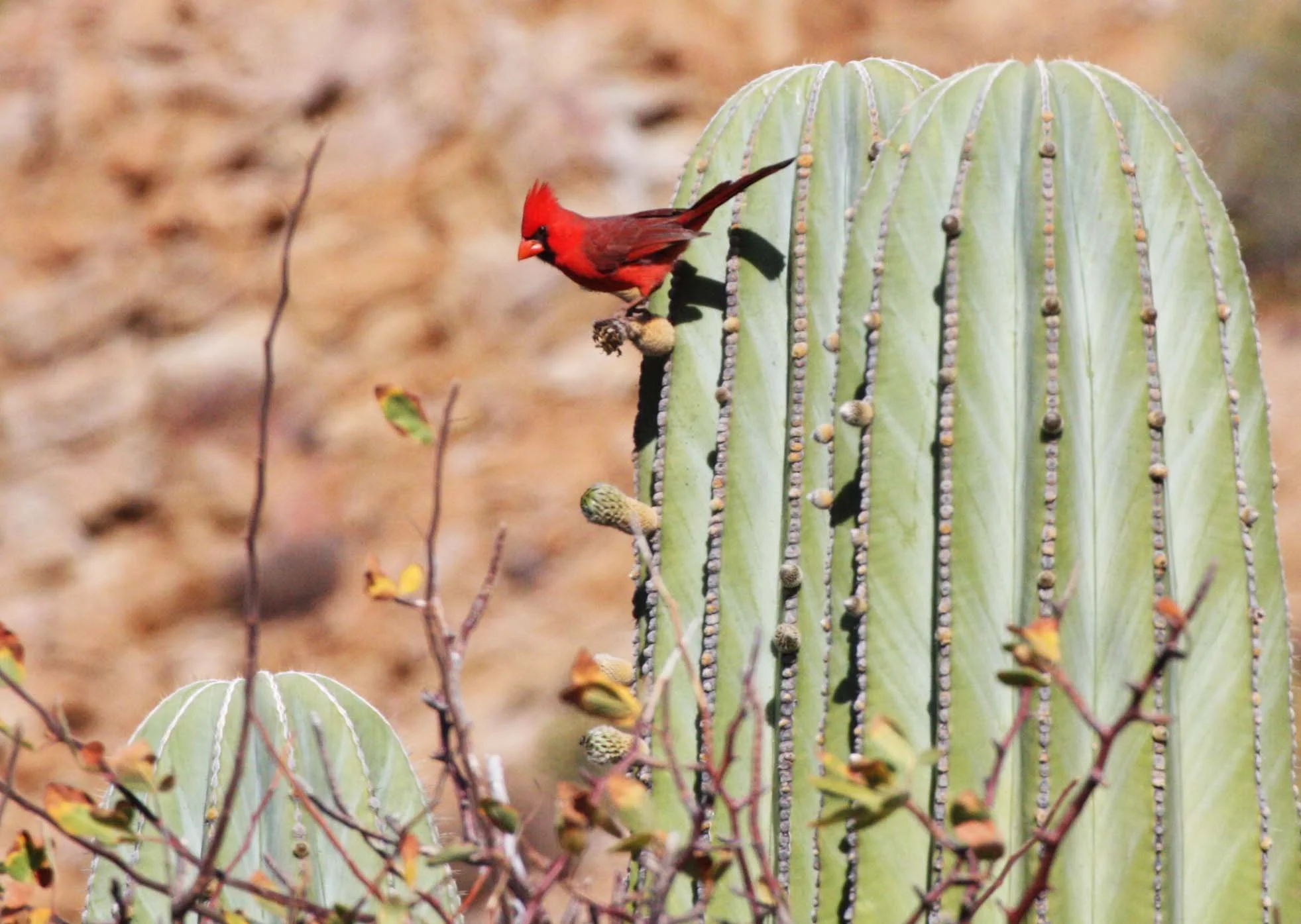 BIRD - CARDINAL - NORTHERN CARDINAL - ISLA SANTA CATALINA BAJA MEXIO (5).JPG