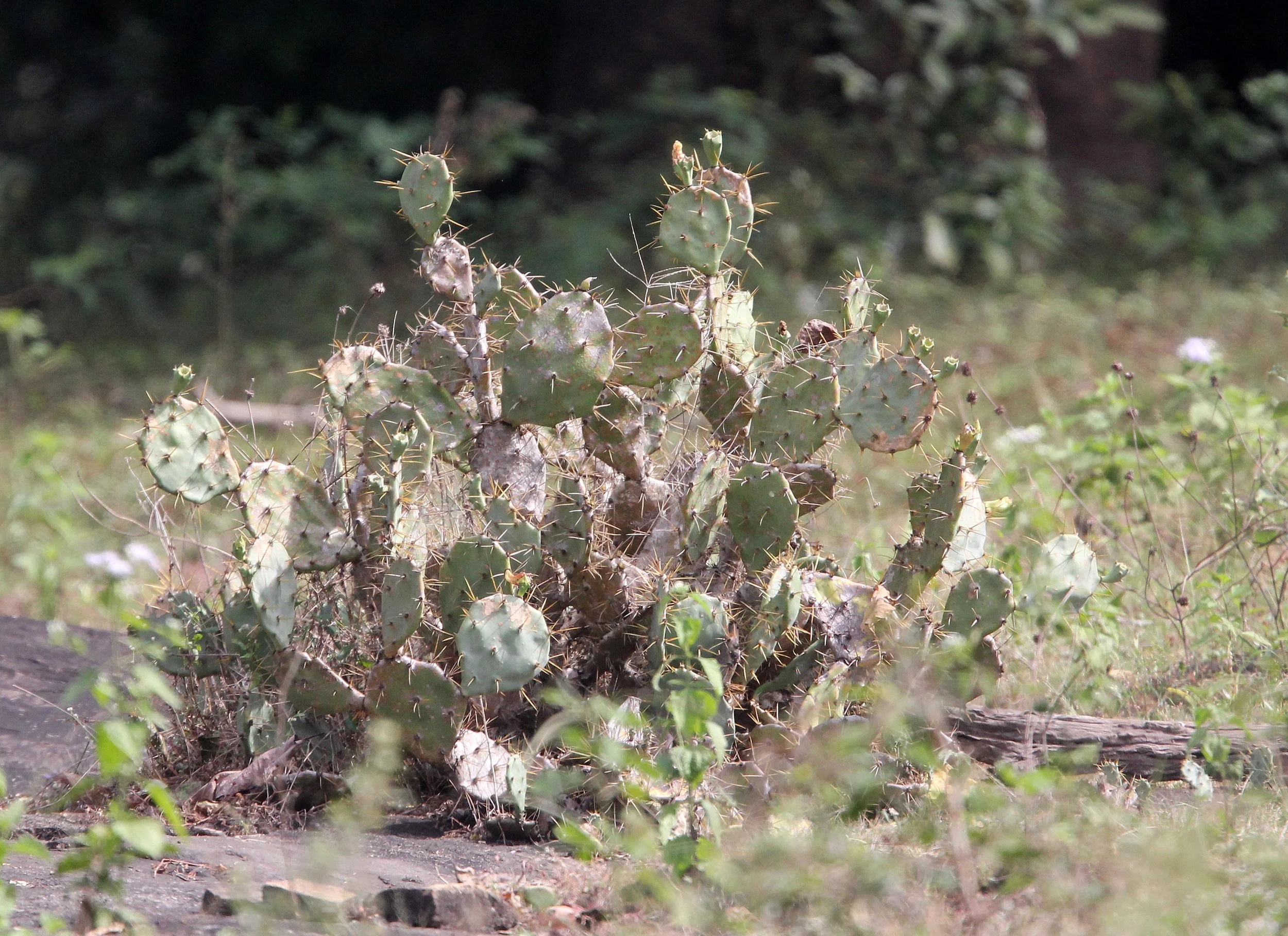 INDIRA GANDHI TOPSLIP NATIONAL PARK, TAMIL NADU INDIA (6).JPG