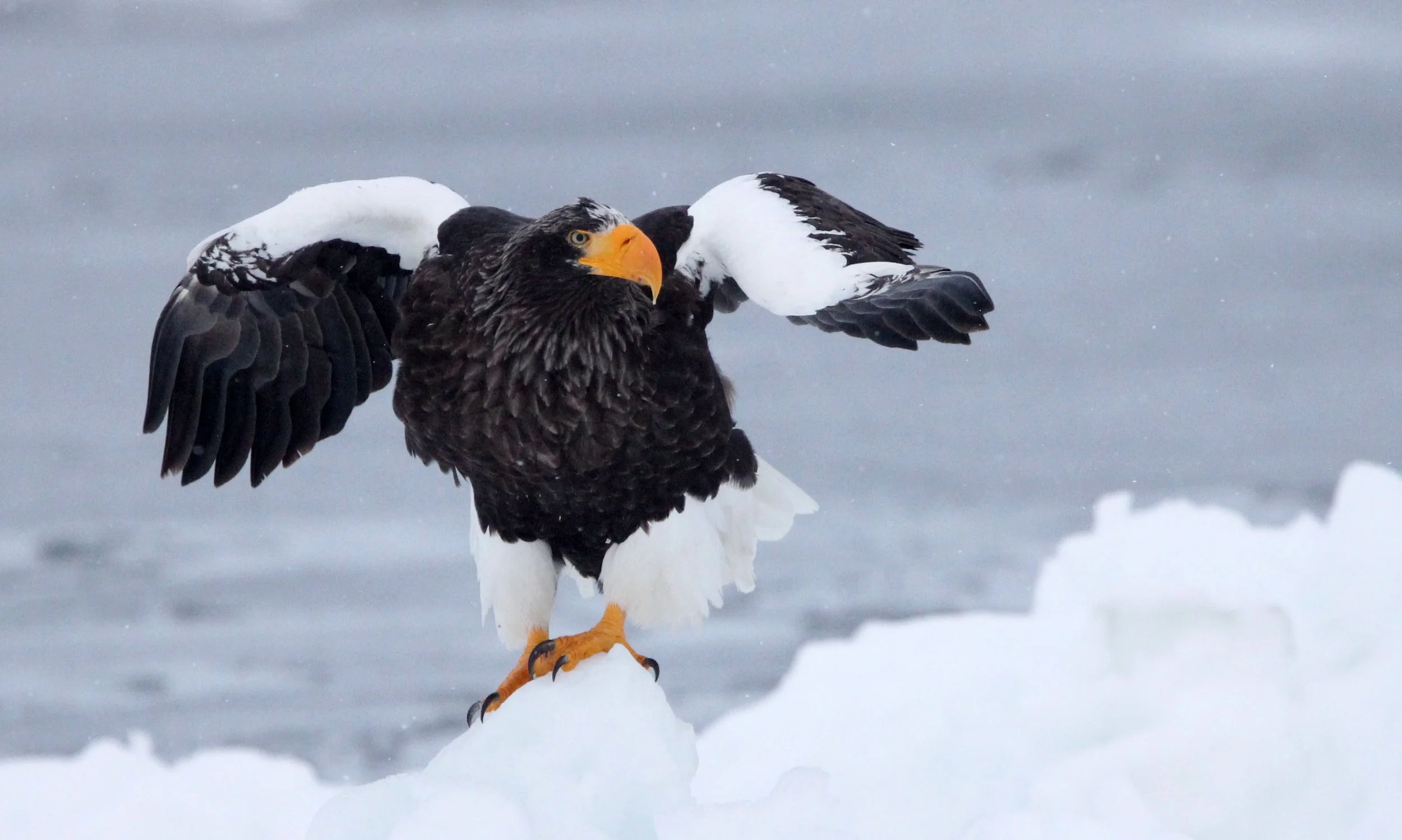 BIRD - EAGLE - STELLER'S SEA EAGLE - RAUSU, SHIRETOKO PENINSULA & NATIONAL PARK - HOKKAIDO JAPAN (4).JPG