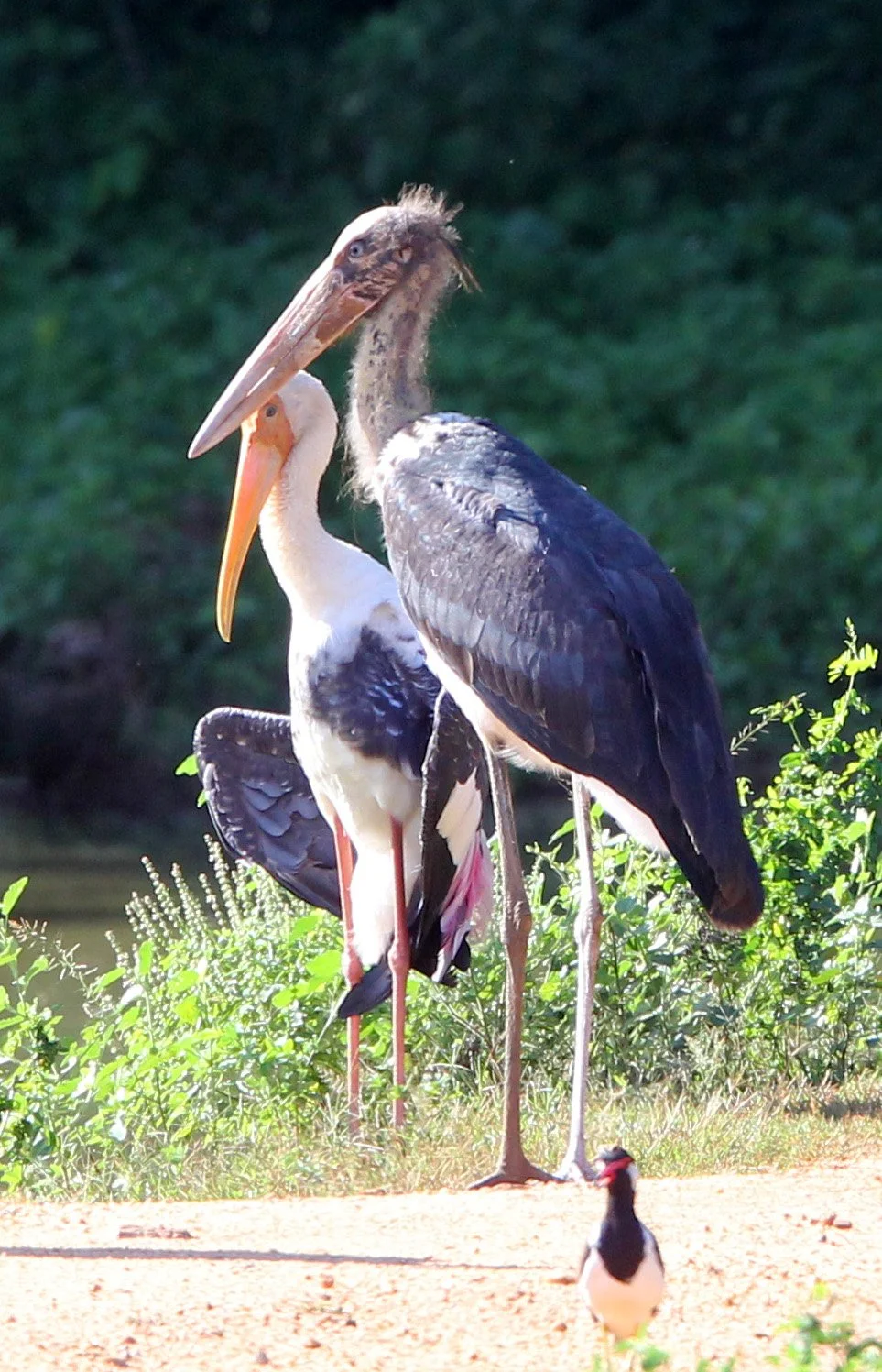 STORK - LESSER ADJUTANT STORK - Leptoptilos javanicus - UDAWALAWA NATIONAL PARK SRI LANKA (4).JPG