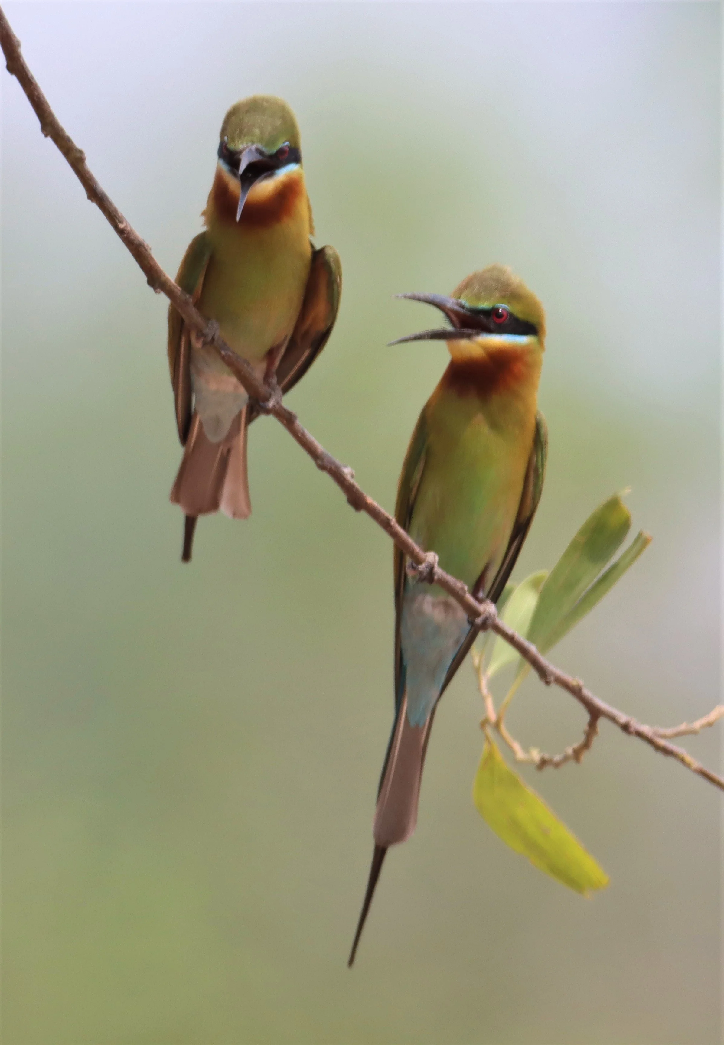BEE-EATER - BLUE-TAILED BEE-EATER - Merops philippinus - KABIN BURI WETLANDS IN TOWN (47).jpg