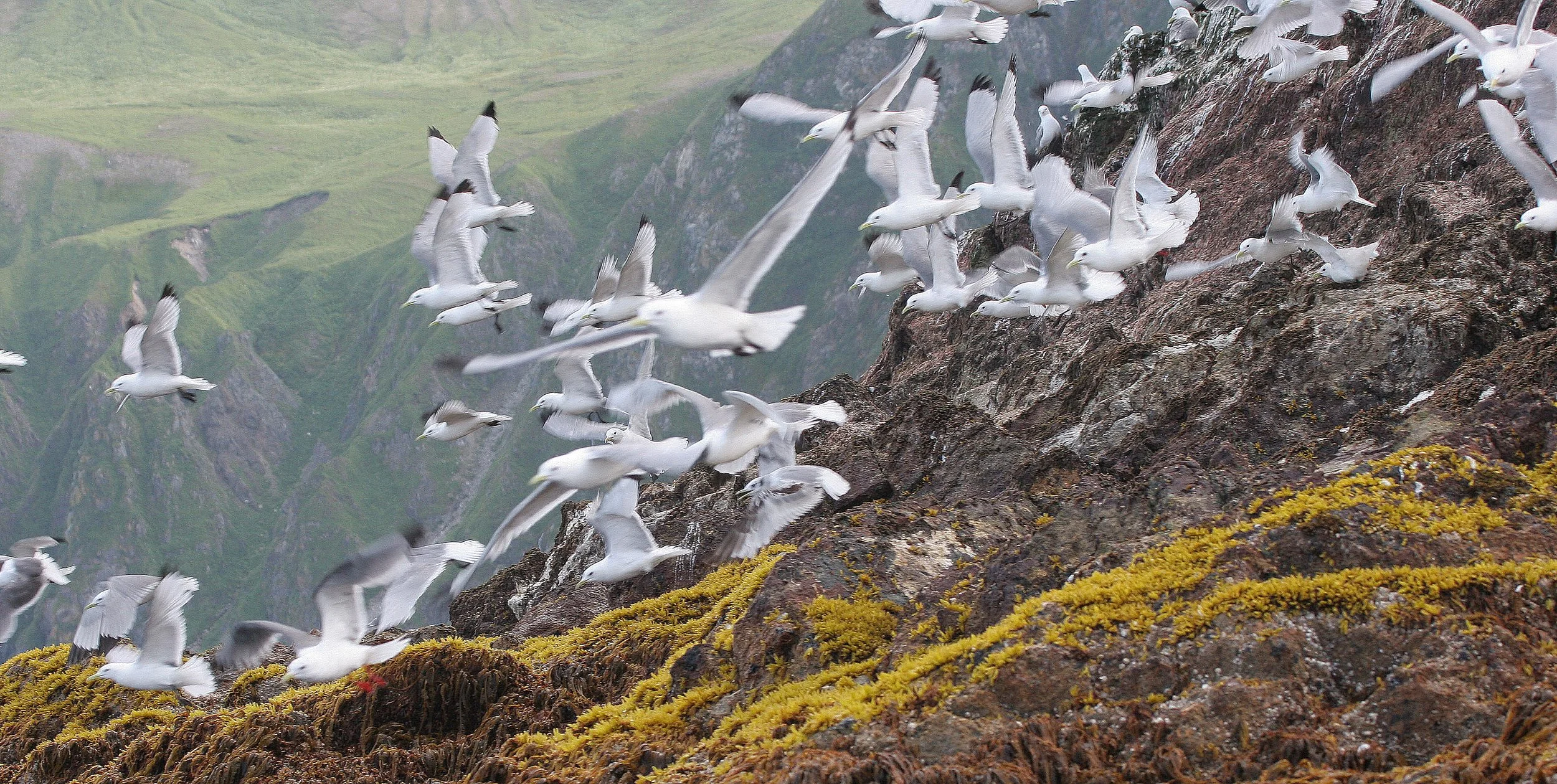 BIRD - KITTIWAKE - BLACK-LEGGED - ON COMMANDERS RUSSIA.jpg