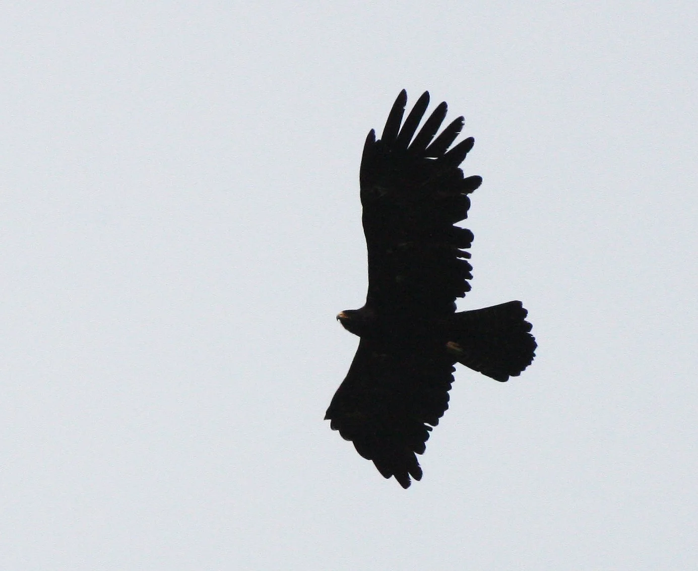 Ictinaetus malaiensis - BLACK EAGLE - KAENG KRACHAN THAILAND (21).JPG