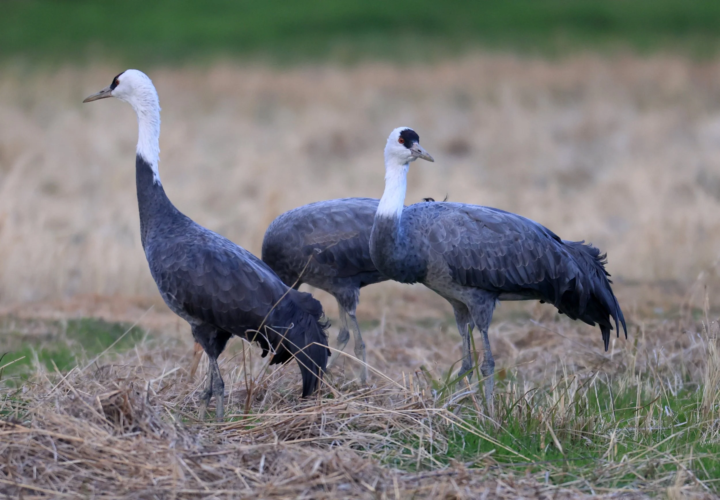 Hooded Crane (Grus monacha) Izumi Crane Park & Center, Izumi Kagoshima Kyushu Japan (8).jpg