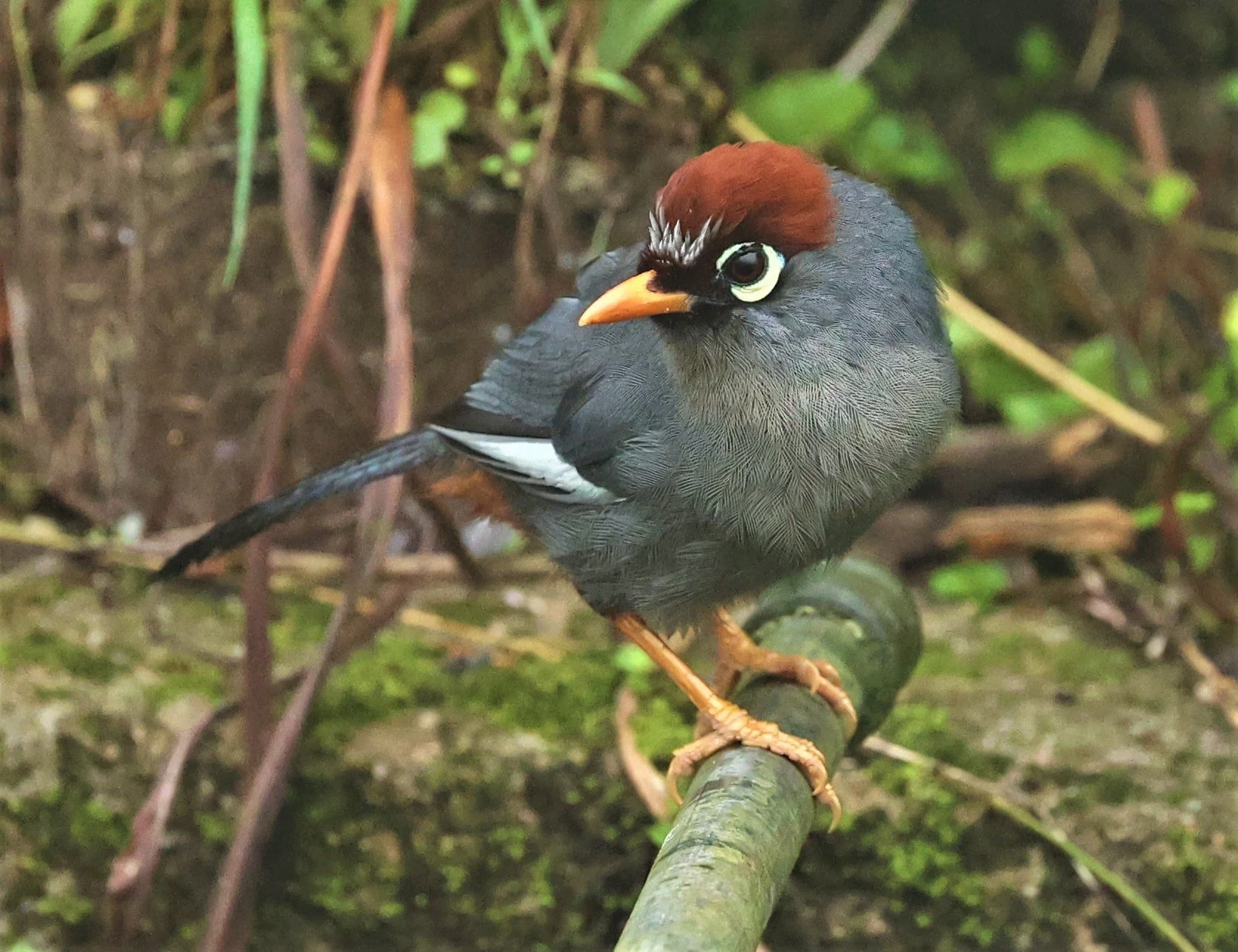 Pterorhinus mitratus - CHESTNUT-CAPPED LAUGHINGTHRUSH - FRASER'S HILL RAUB DISTRICT PAHANG MALAYSIA (11).jpg