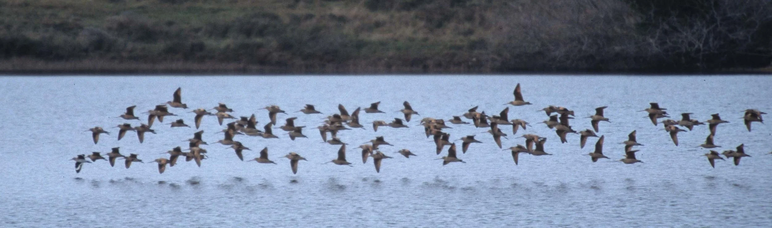BIRD - WILLETS IN FLIGHT - BODEGA BAY (3).jpg