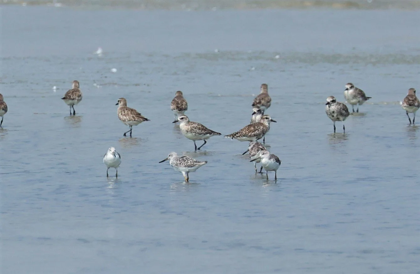 GREENSHANK - NORDMANN'S GREENSHANK - Tringa guttifer - COMMON GREENSHANK GREY PLOVER - PAK THALE SALT PONDS MARCH 2022 (15).jpg