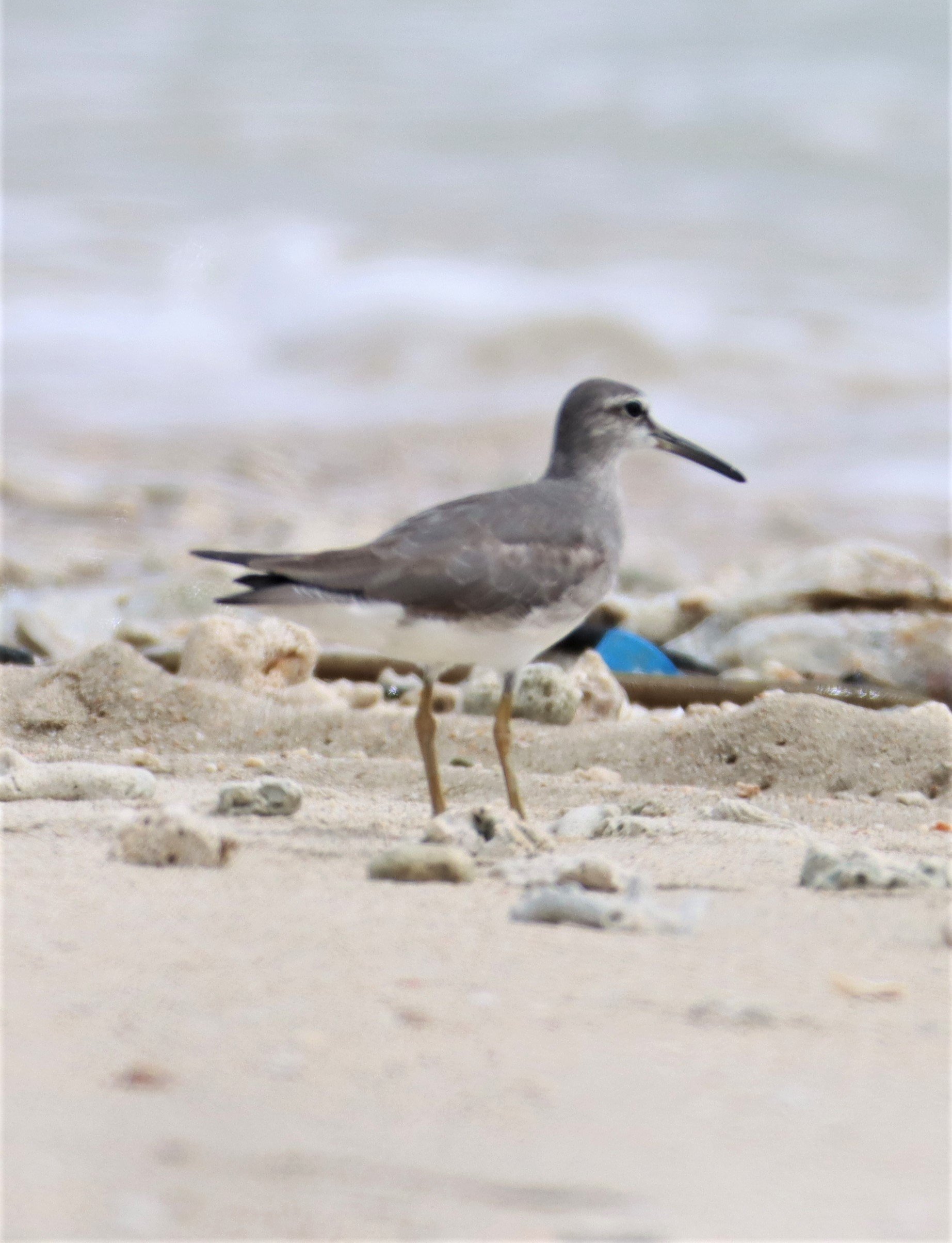 TATTLER - GREY-TAILED TATTLER - Tringa brevipes - LAEM PAKARANG PHANG NGA (7).jpg