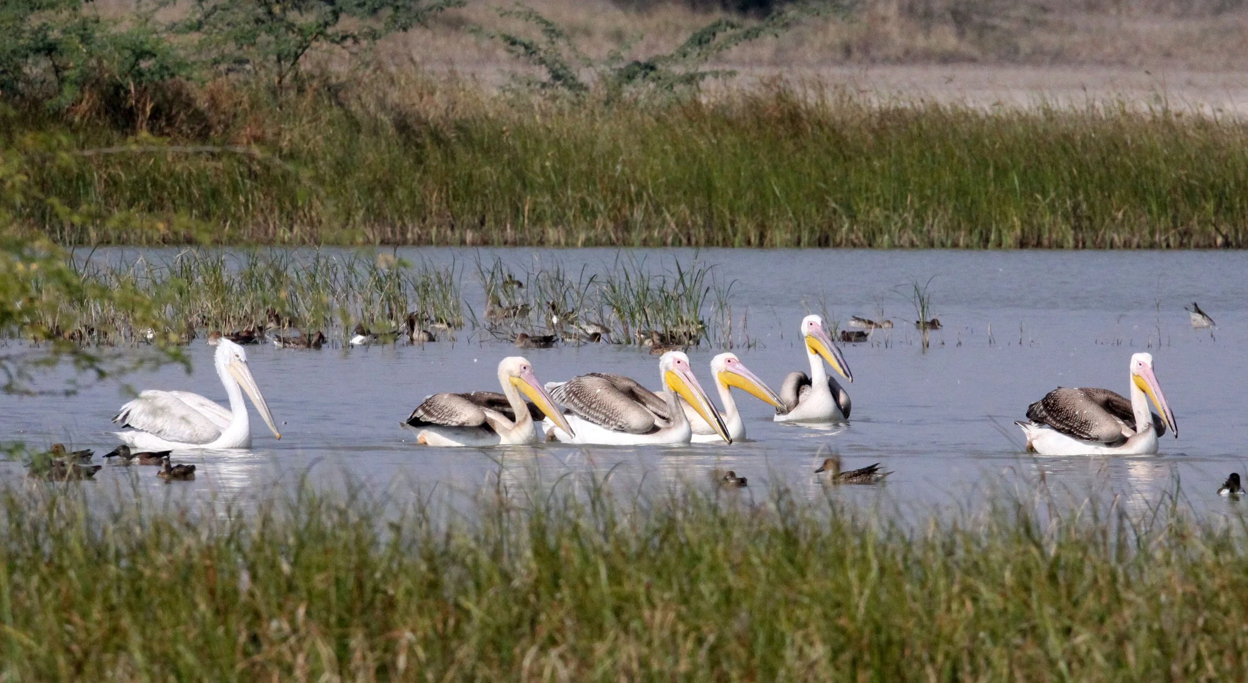 Pelecanus onocrotalus - GREAT WHITE PELICAN - BLACKBUCK NATIONAL PARK VELEVADAR INDIA (28).JPG