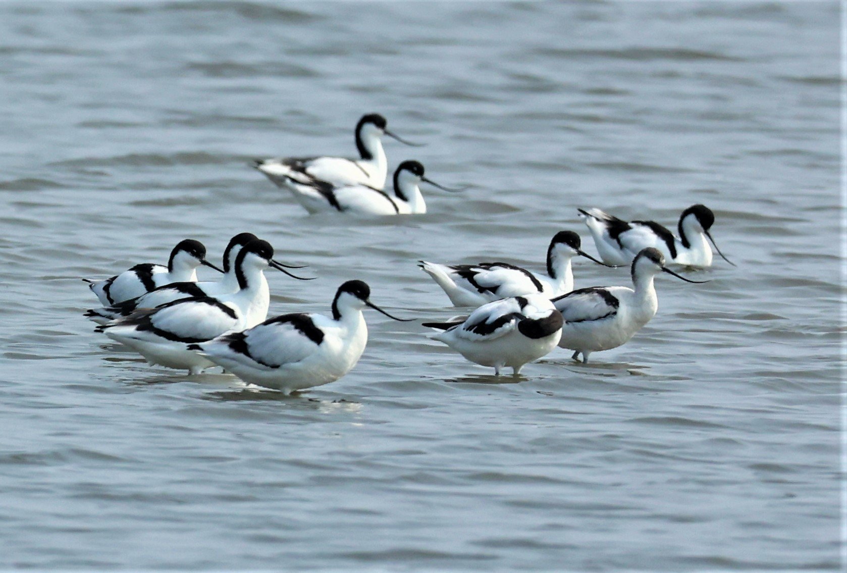 AVOCET - PIED AVOCET - Recurvirostra avosetta - LAEM PAK BIA MARCH 2022 (27).jpg