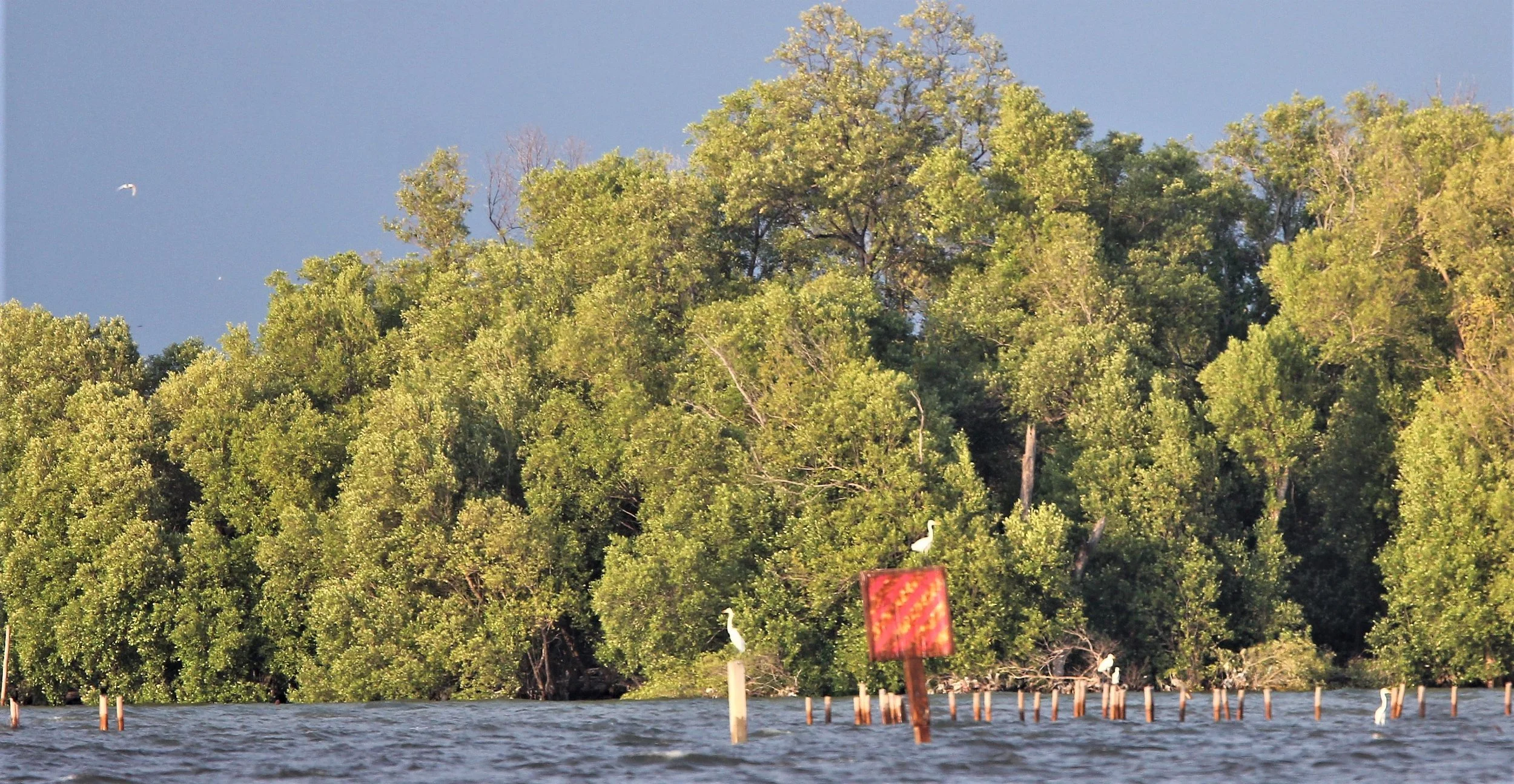 2019 Ban Pak Khlong Pramong in Chachoengsao Whale Trip (3).JPG
