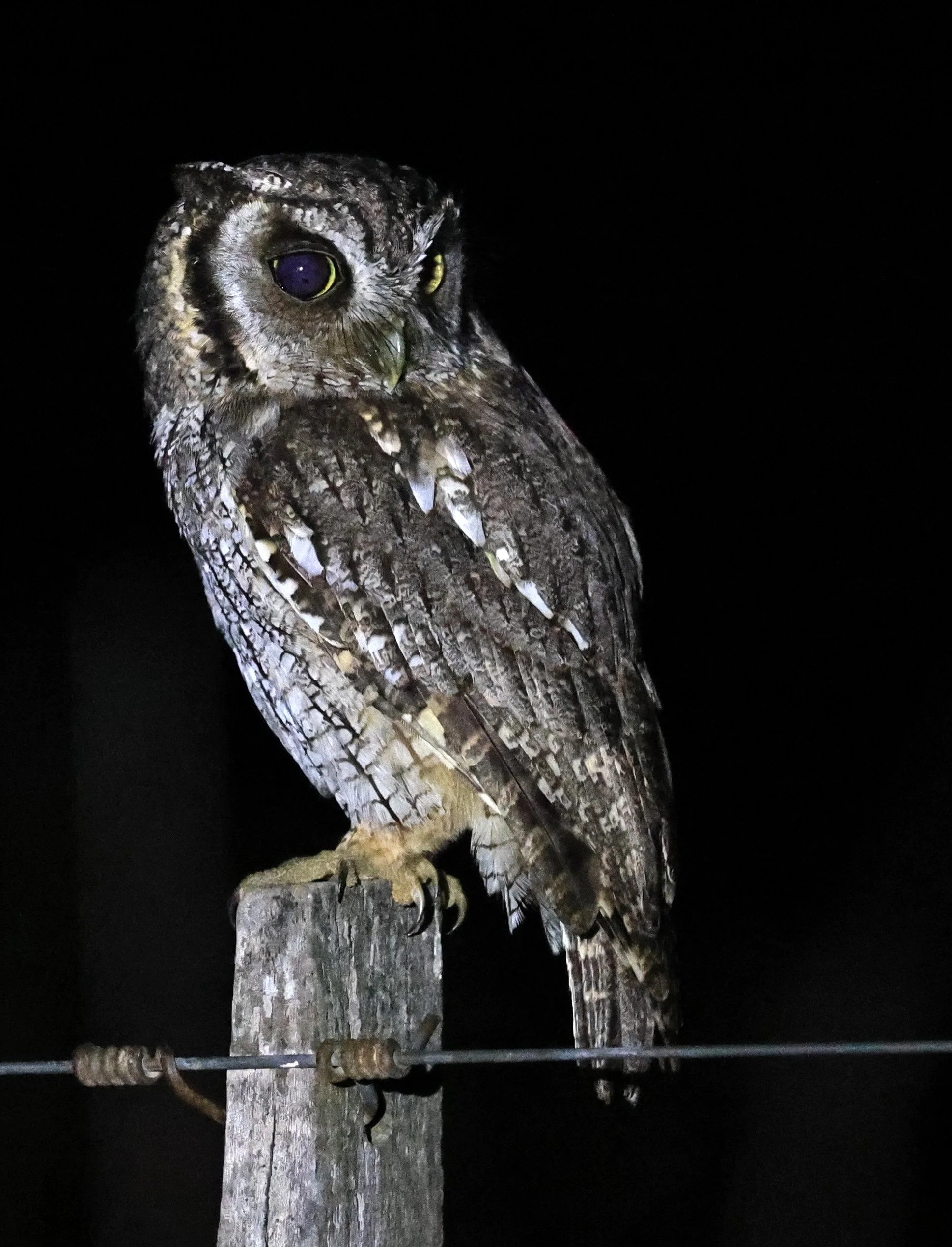 Tropical Screech-Owl (Megascops choliba) Hotel Campestre Iparoma Paraguay (40).jpg