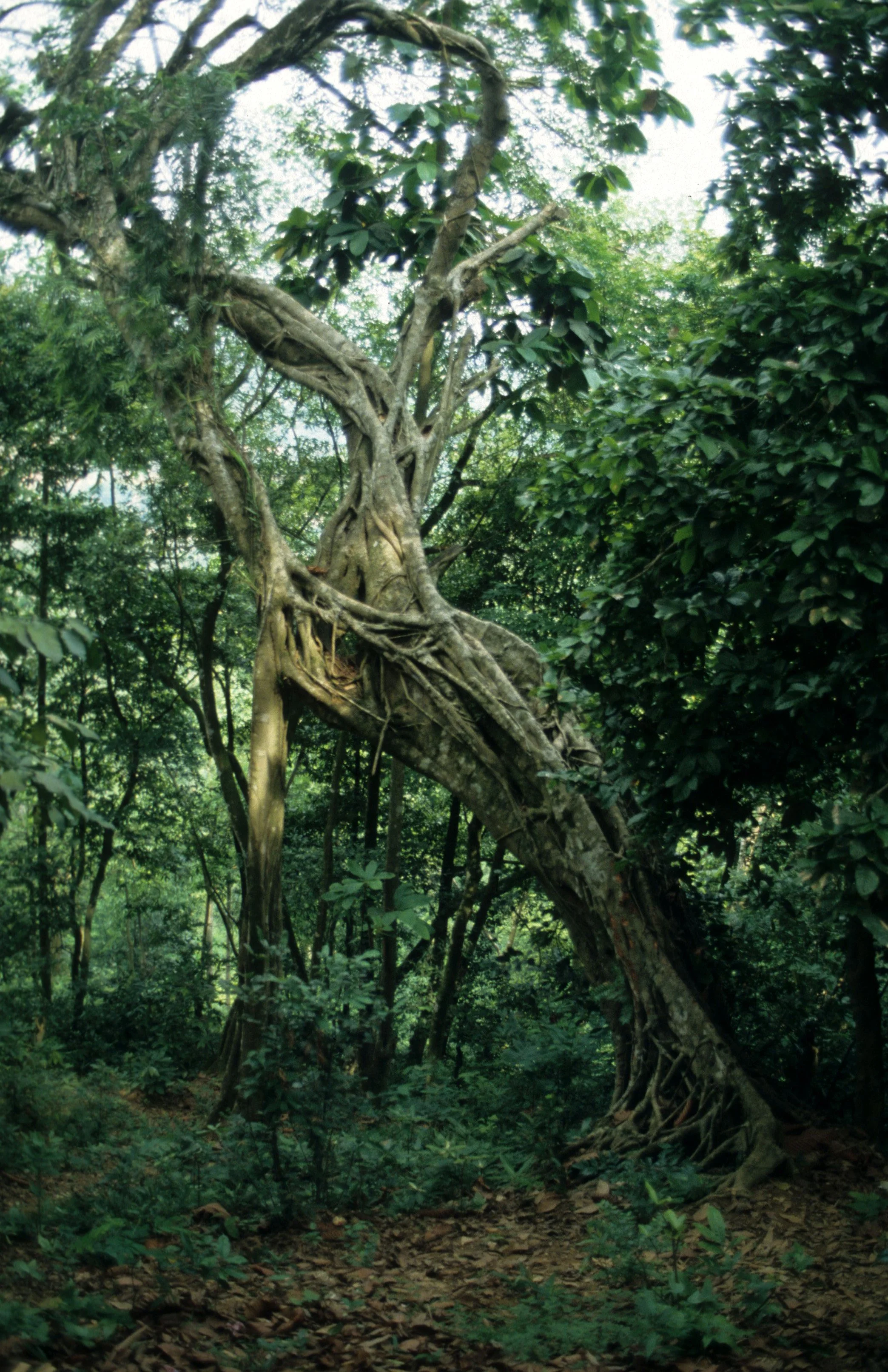 CUC PHUONG NATIONAL PARK - 1994 (16).jpg