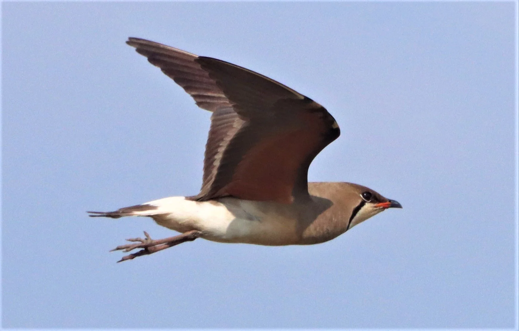 PRATINCOLE - ORIENTAL PRATINCOLE - Glaveola maldivarum -  PATHUM THANI RICE RESEARCH CENTER (21).jpg