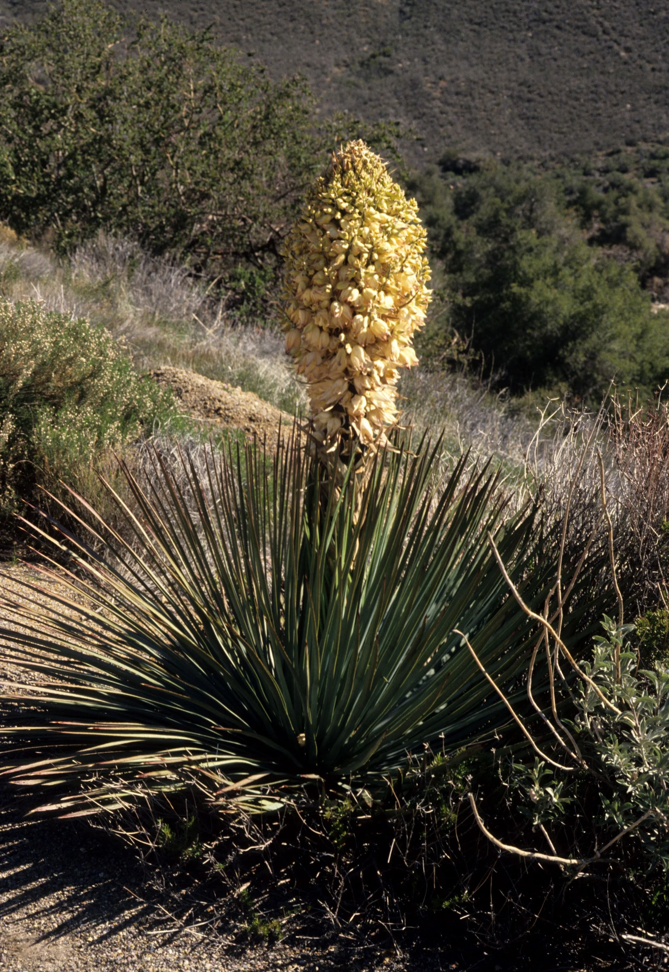 ANZA BORREGO - YUCCA SCHIDIGERA - MOJAVE YUCCA.jpg