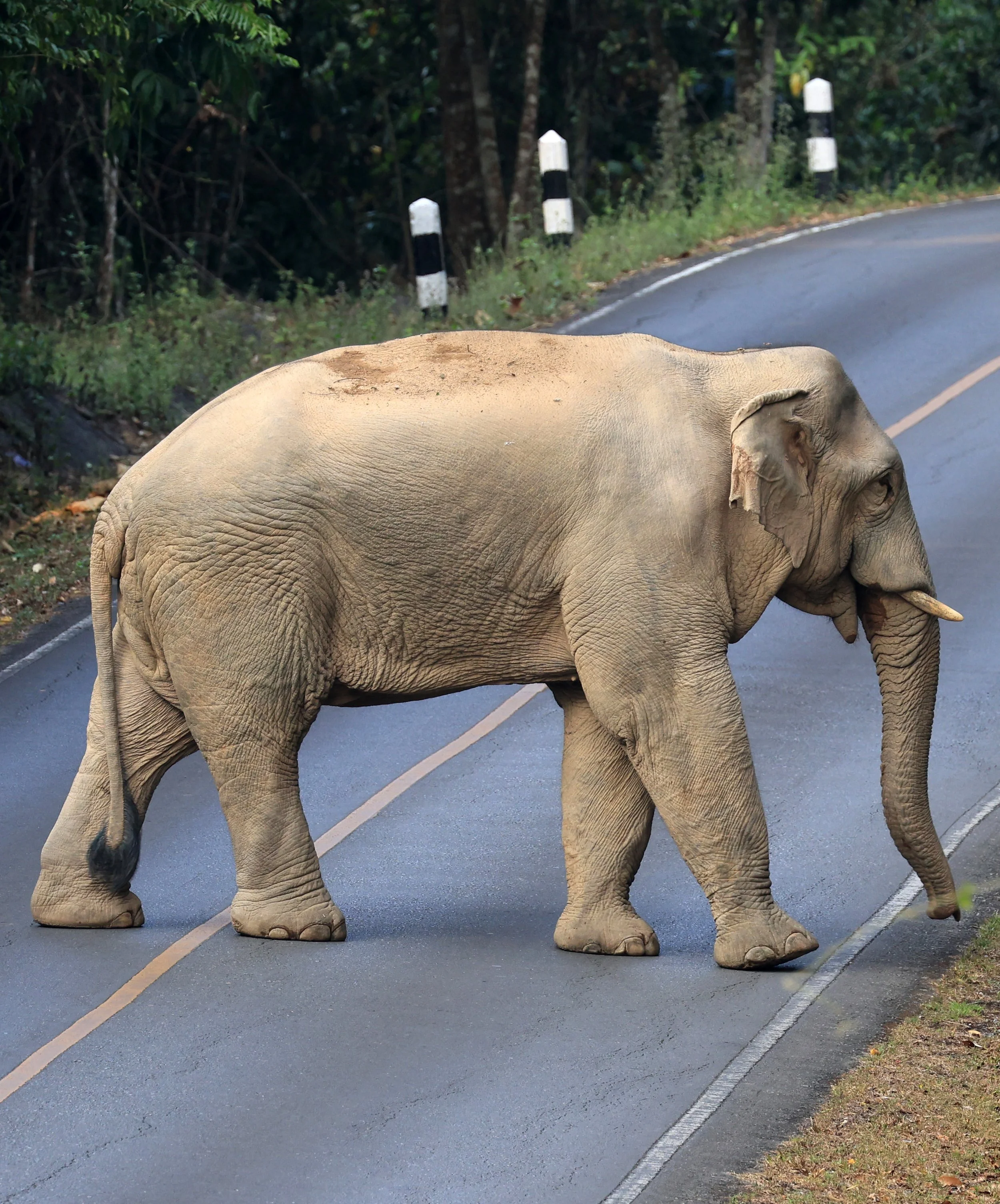 Asian Elephant (Elephas maximus) Khao Yai National Park, Thailand (86).jpg