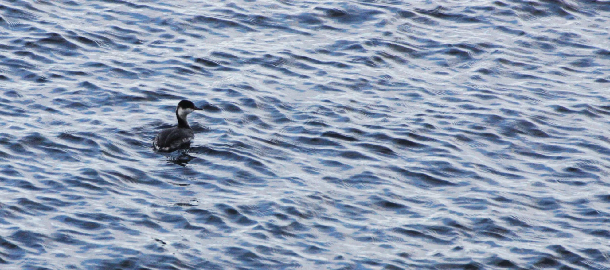 Horned Grebe (Podiceps auritus) Winter Plumage Sequim Washington (1).JPG