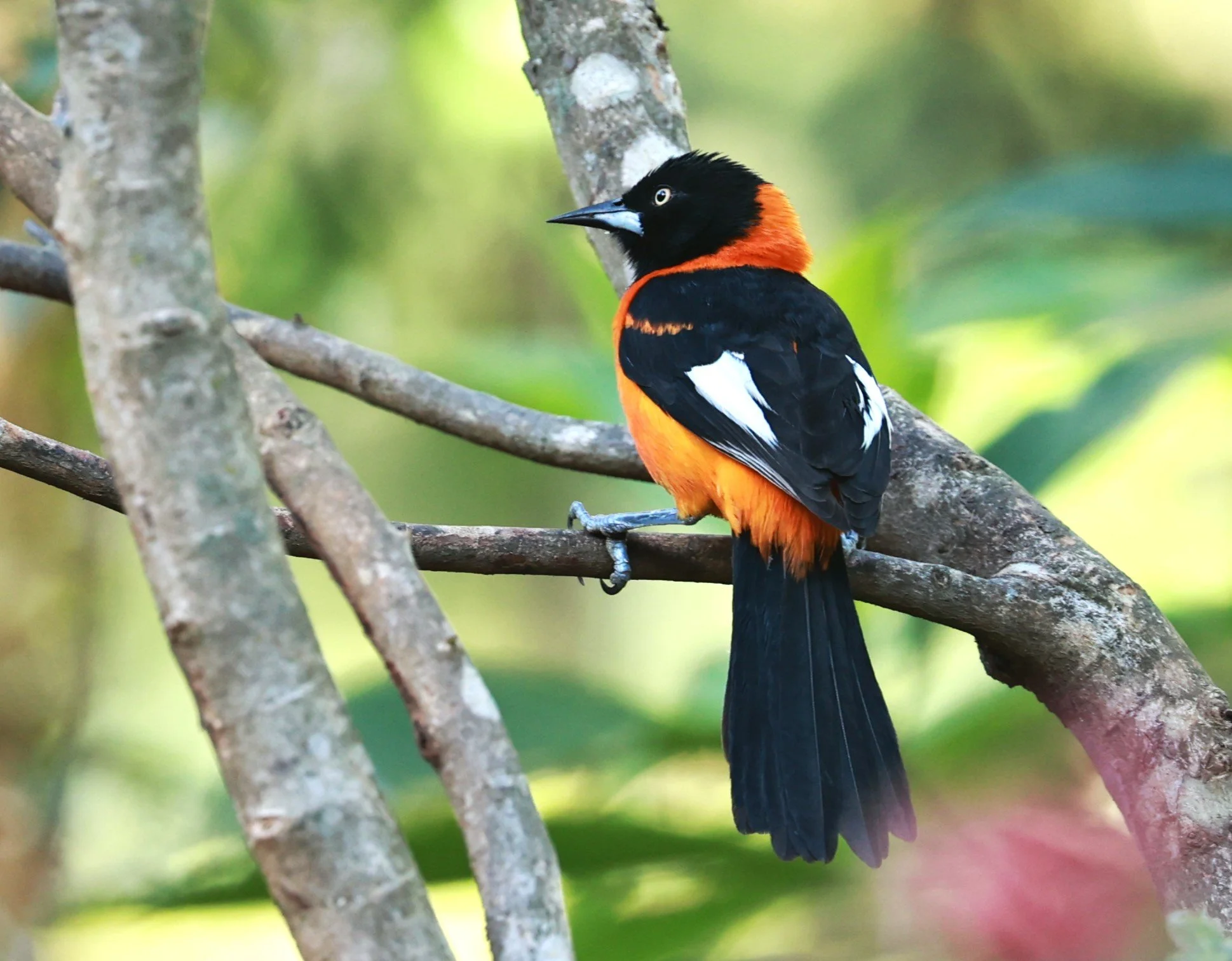 Troupial - Campo Troupial - Icterus jamacaii - Alfonso Claudio, Espirito Santo, Brazil (14).JPG