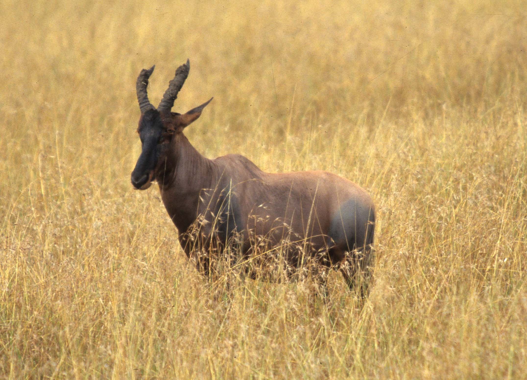 BOVID - TOPI - SERENGETI (3).jpg