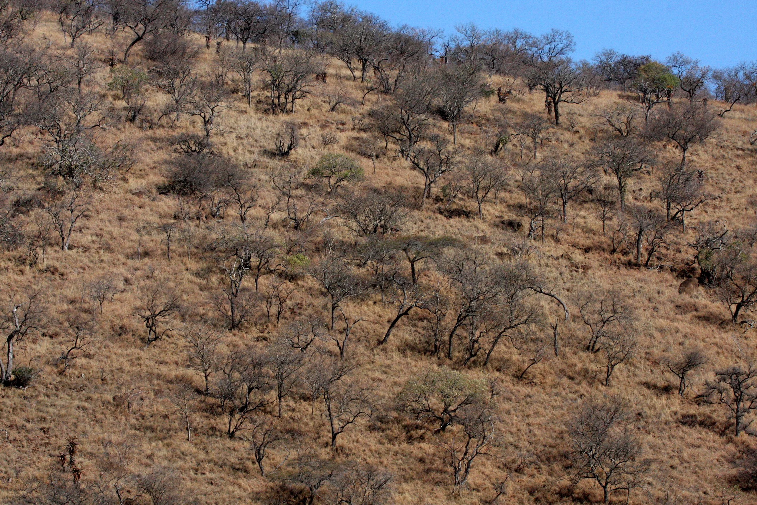 NATAL SOUTH AFRICA - ALOE WOODLAND.JPG