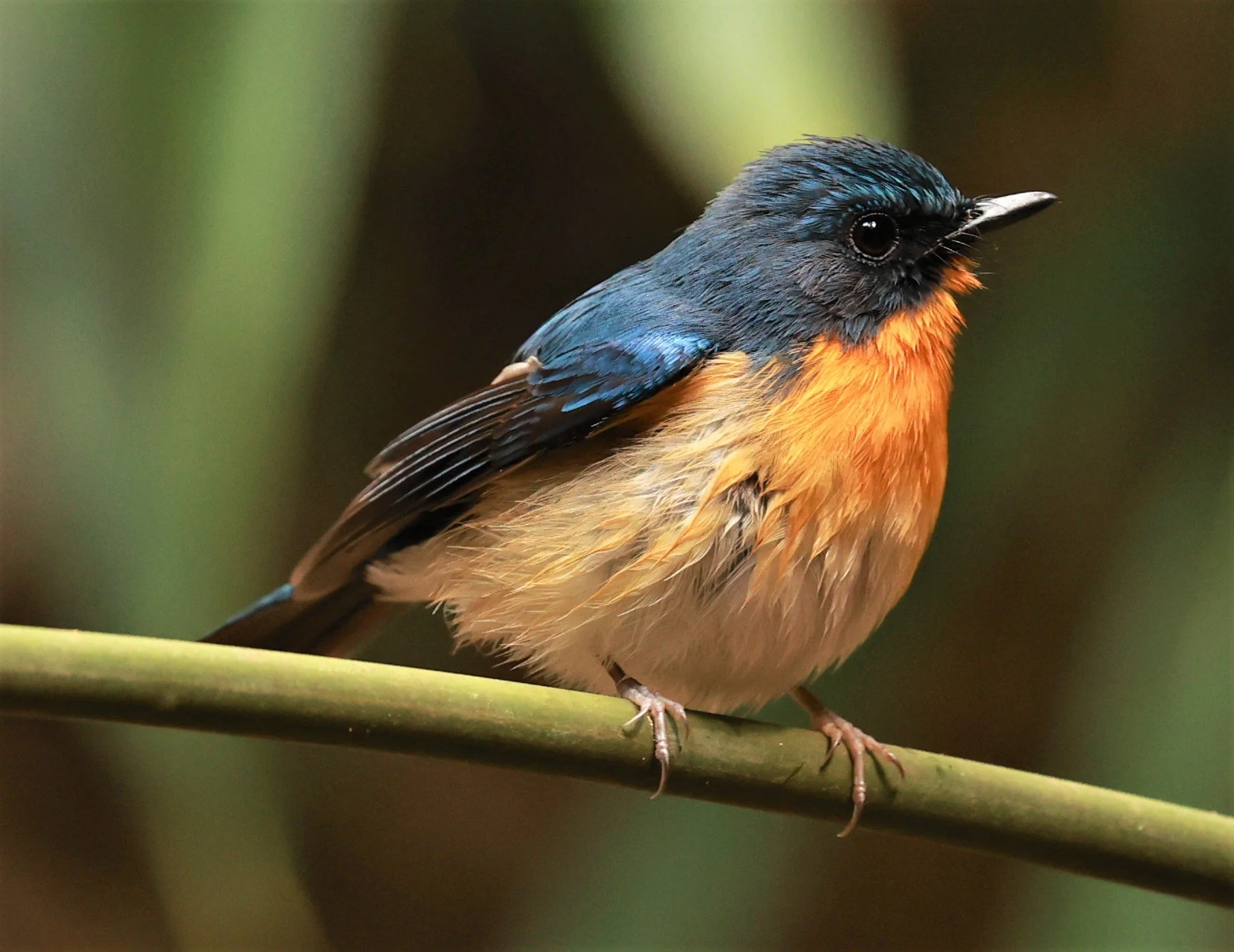 FLYCATCHER - CHINESE BLUE FLYCATCHER - Cyornis glaucicomans - PHU SUAN SAI NATIONAL PARK LOEI PROVINCE (1).jpg