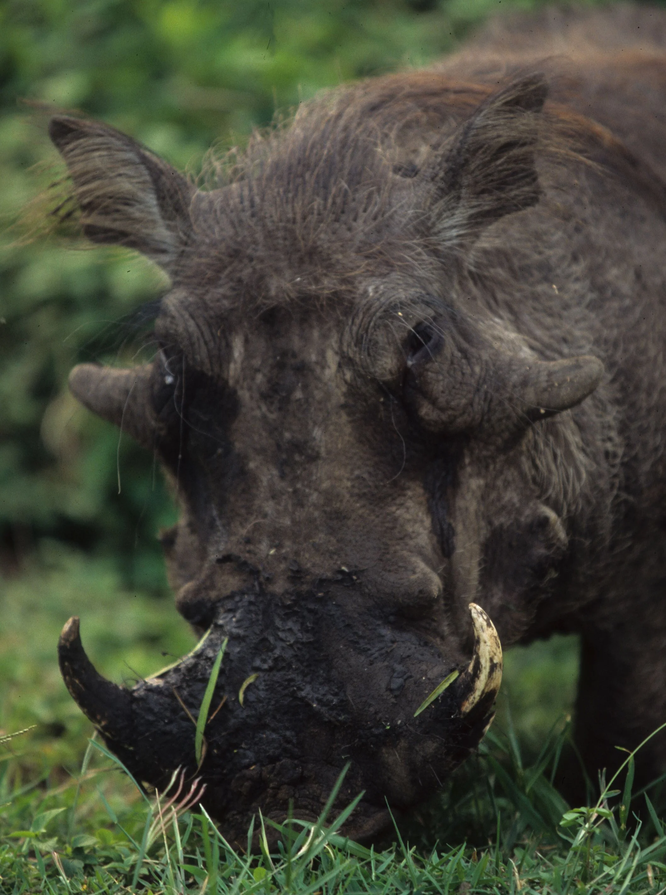 SUIDAE - WARTHOG-UGANDA 8.jpg