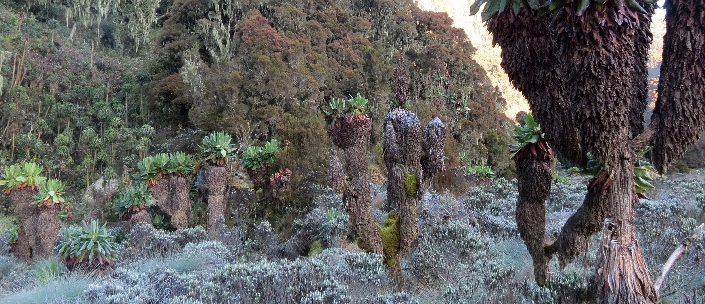 RWENZORI NATIONAL PARK UGANDA (238).JPG