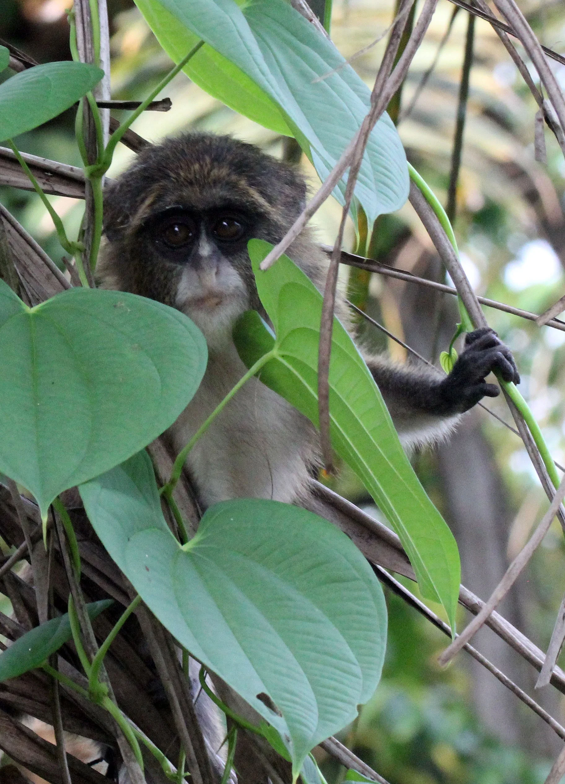CERCOPITHECIDAE - Cercopithecus neglectus - DE BRAZZA'S MONKEY - BAYANGA VILLAGE -DZANGA NDOKI NATIONAL PARK CENTRAL AFRICAN REPUBLIC (26).JPG