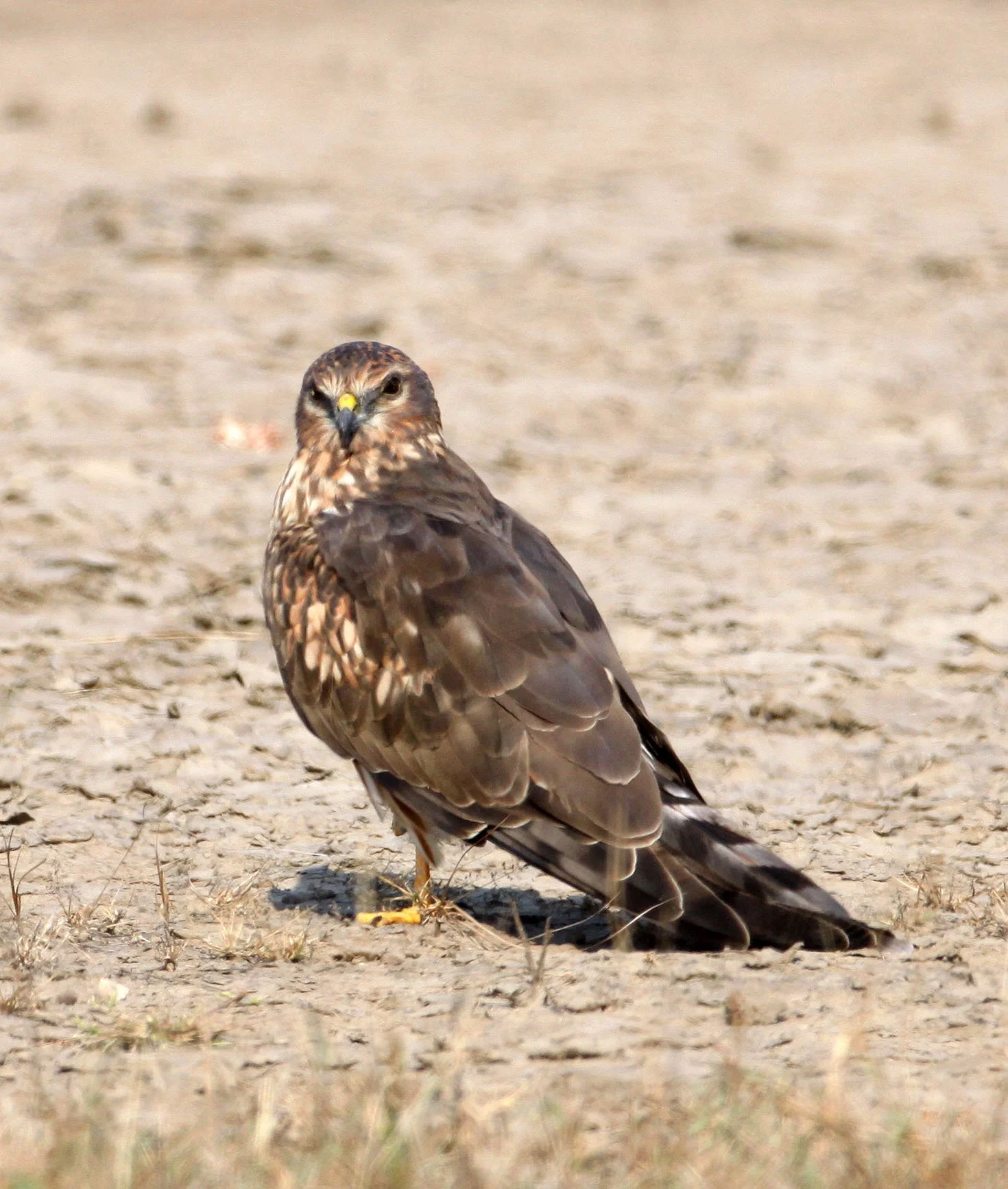 Circus macrourus - PALLID HARRIER - BLACKBUCK NATIONAL PARK INDIA (16).JPG