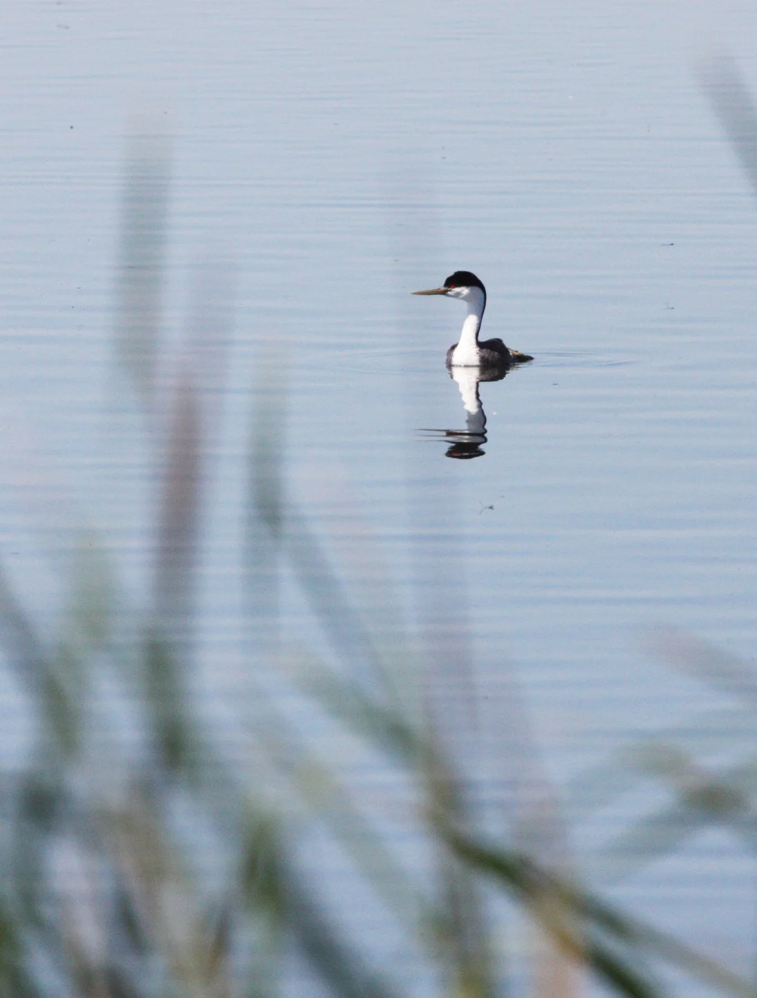 Western Grebe (Aechmophorus occidentalis) Kern NWR California (6).JPG